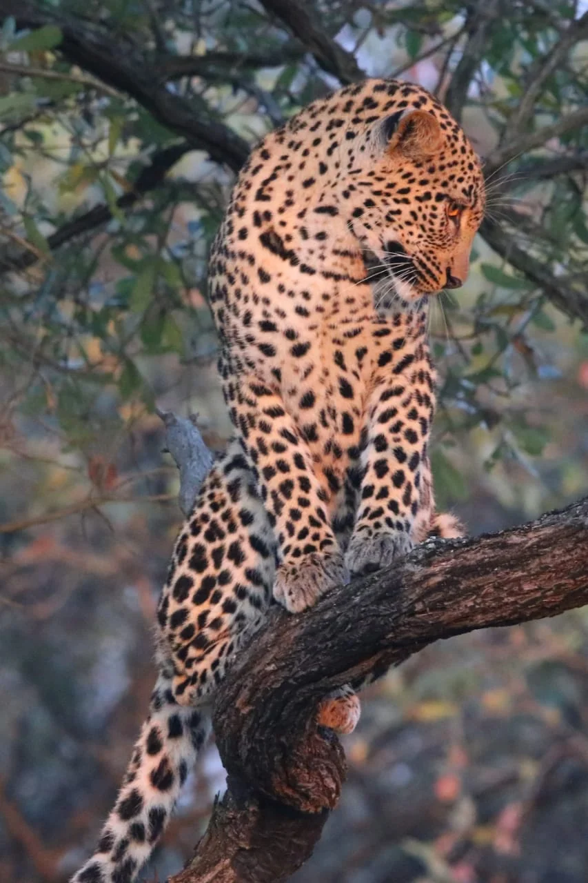 Juvenile in all his glory.JPG