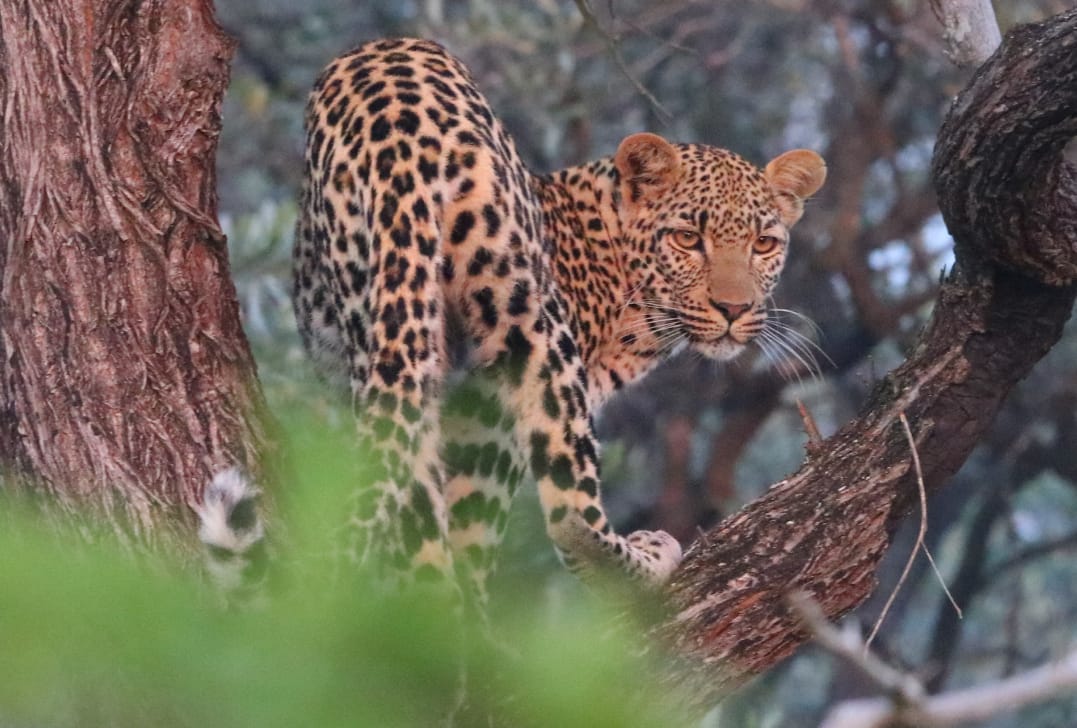 Juvenile leopard posing for camera.JPG