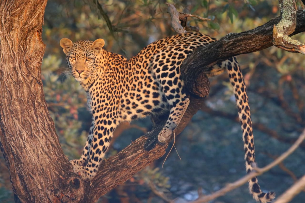 Juvenile male leopard climbing tree. close up.JPG