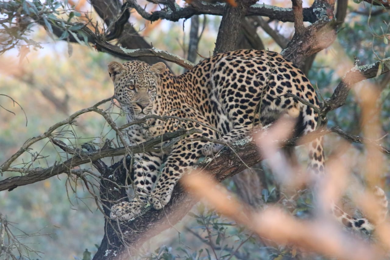 Mother leopard in tree.JPG