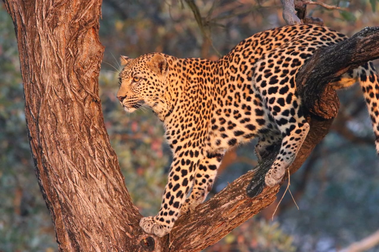 Juvenile male leopard climbing tree.JPG