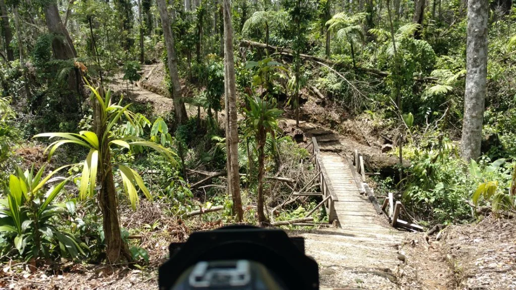 You can see evidence of the powerful hurricane in the fallen trees and the still-young foliage.