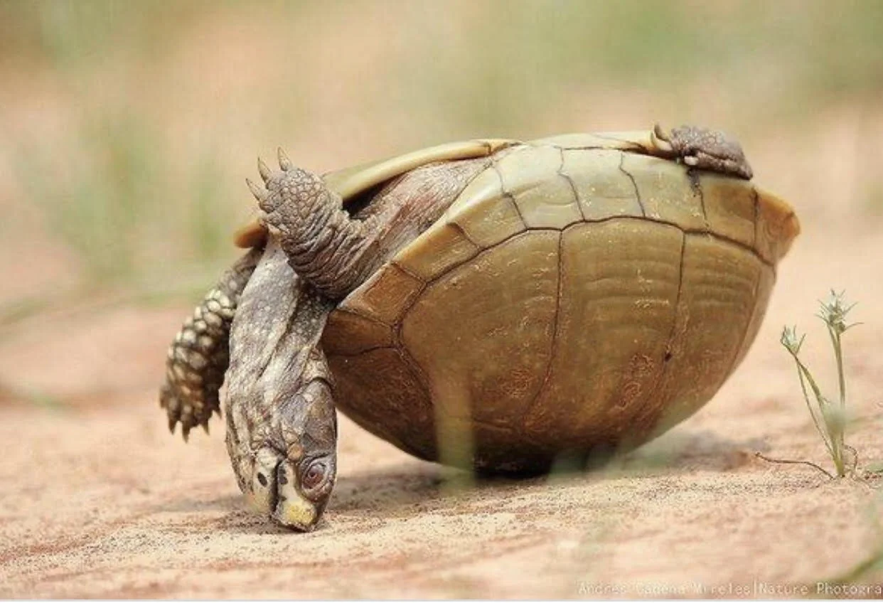 turtle.jpg
