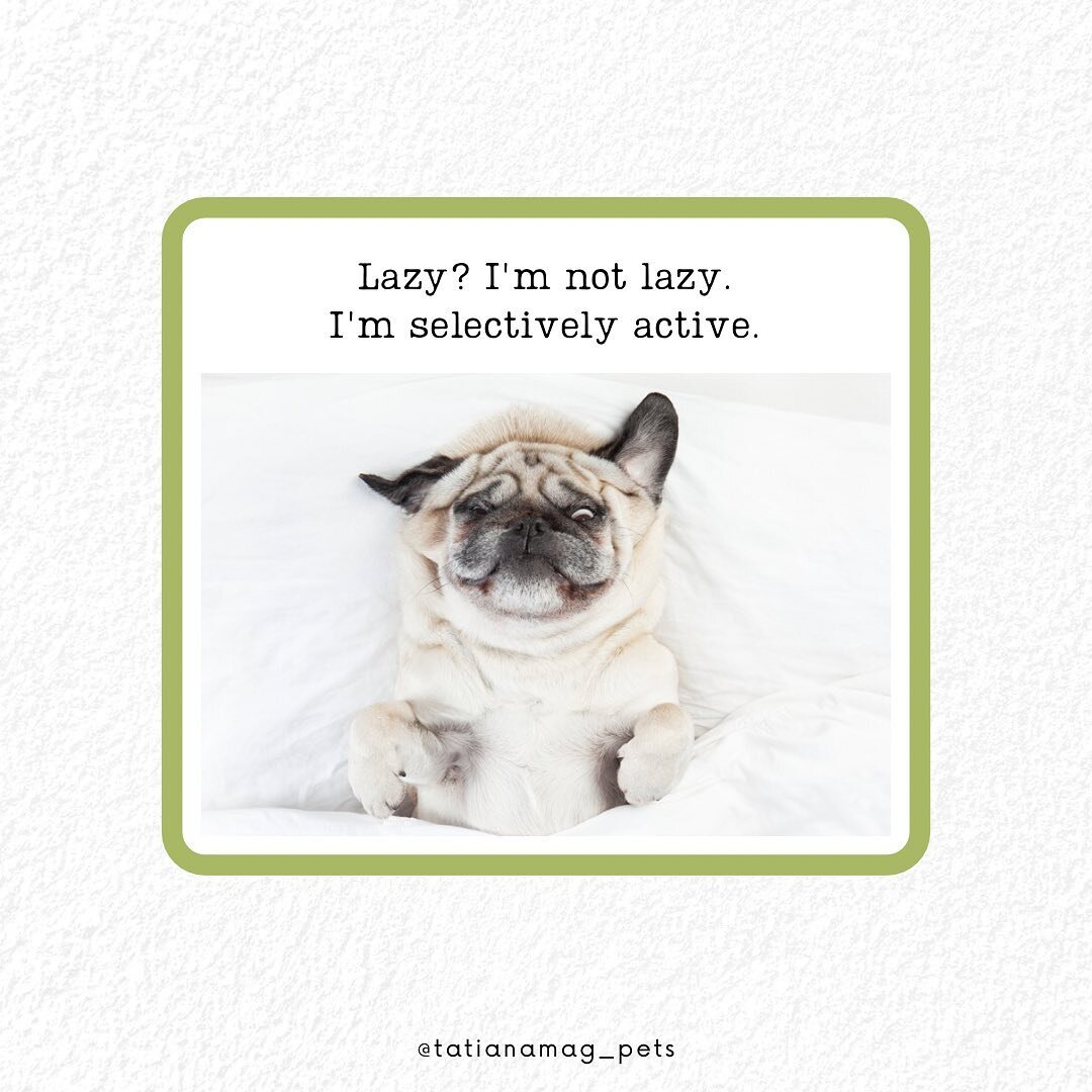 Lazy? I&rsquo;m not lazy. I&rsquo;m selectively active😂

Who can relate to this? We can!

✨ Follow us for some more funny pet memes👌🏽

.
.
.
.
.
.
.
.
.
#puglifechoseme #lazypug #sleepypuppy🐶 #lazypups #funnymemes #funnymemesforlife #funnydogstuf