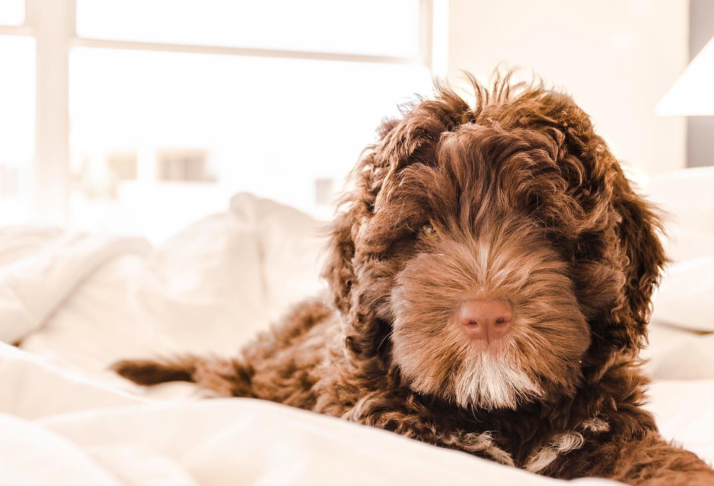 First they steal your heart, then they steal your bed.

✨

.
.
.
.
.
.
.
.
#labordoodle #furrypets #dogsofinstamedia #dogsofinstagramm #beautifuldogsofinstagram #beautifuldoggy #dogmamalife #dogmomproblems #dogmommonday #dogmomday #dogmomprobs #puppy