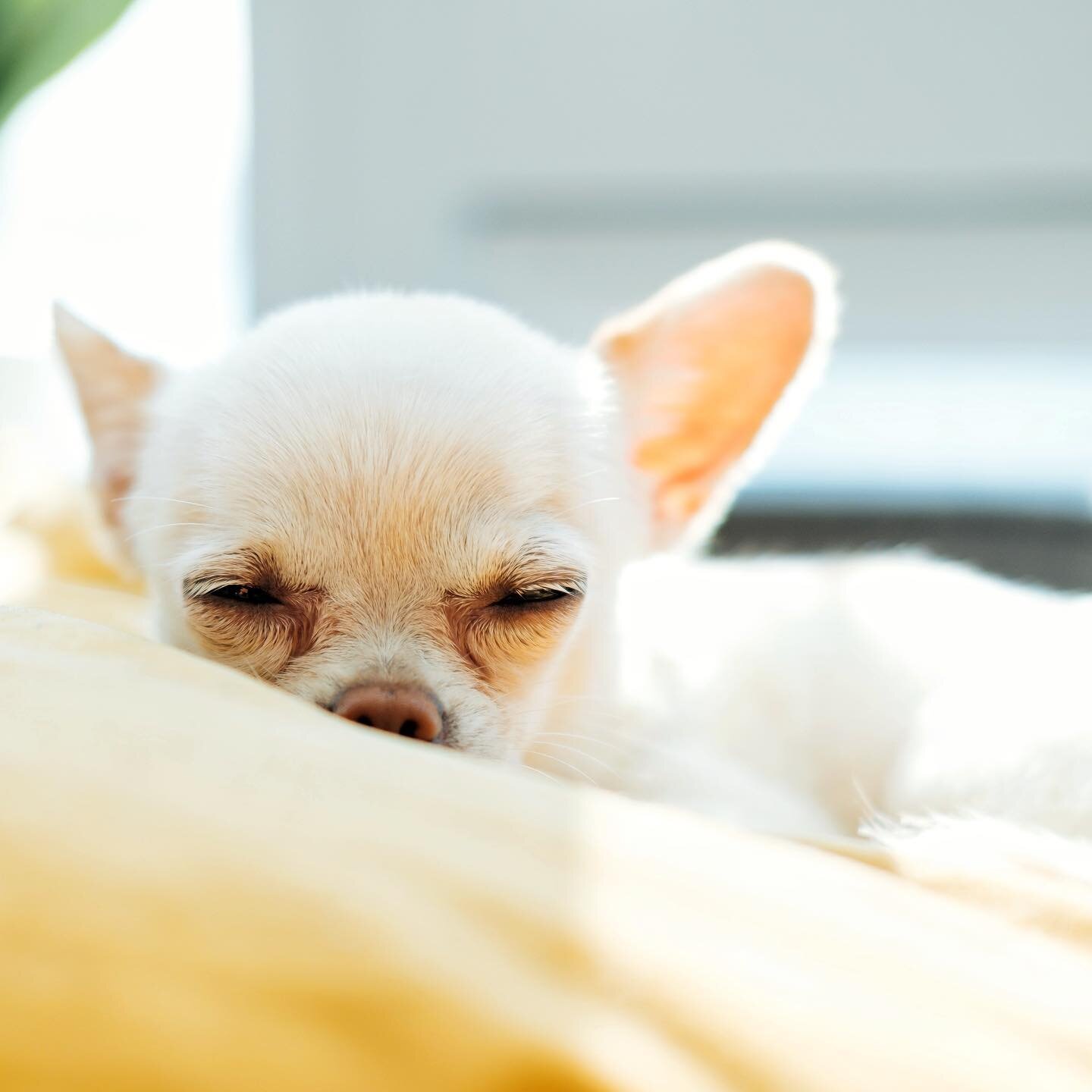 Life is ruff when you're this cute 🐶

.
.
.
.
.
.
#nydog #petmagazine #chihuahuasofinstagram #dogmemesofinstagram #dogmemesofinsta #dogmemesdaily #puppydogpals #dogmomlifestyle #dogmomprobs #petmagazine #dogmagazine #onlinemedia #creatorsofcolor #cr