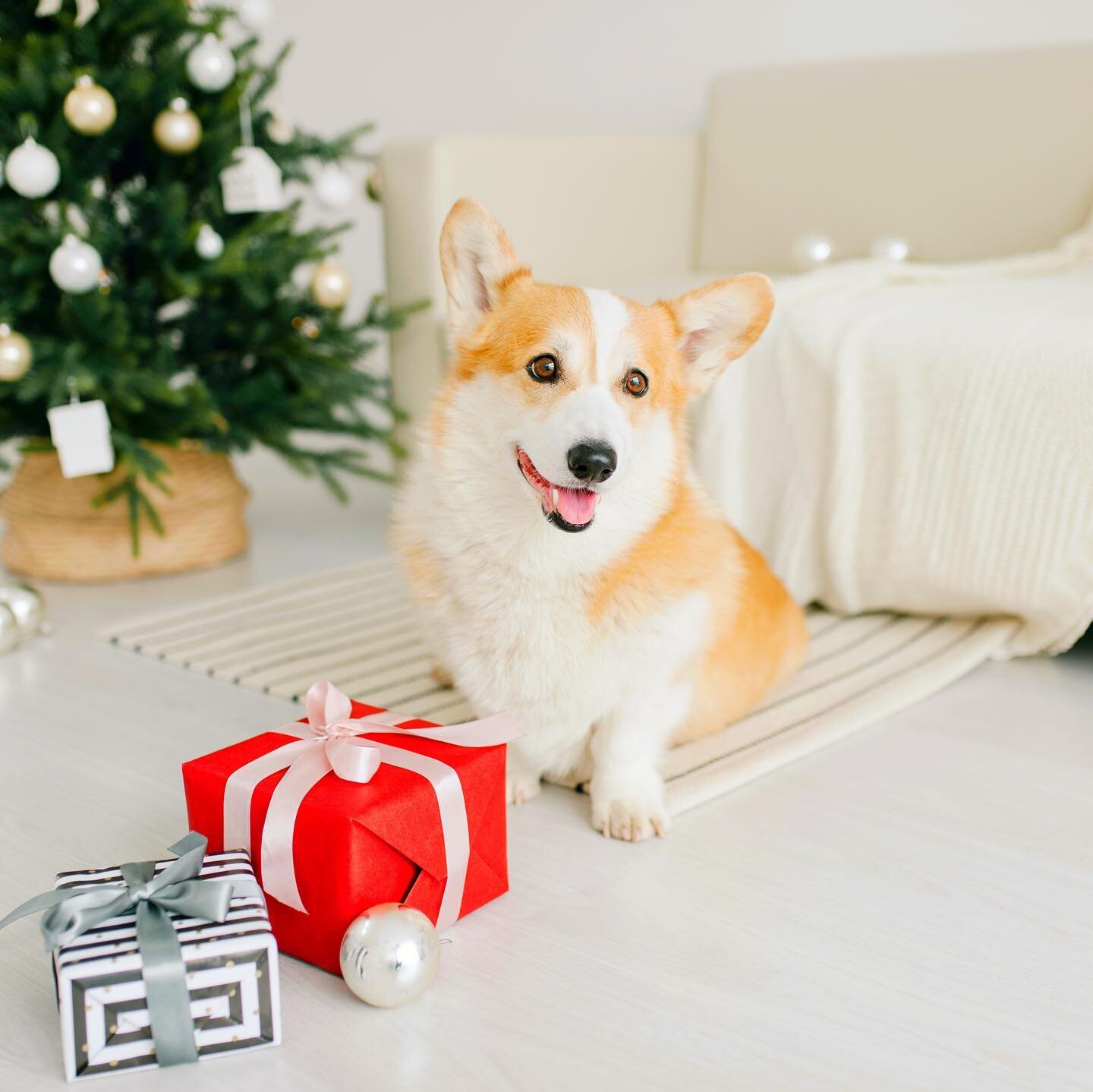 I&rsquo;m not short. I&rsquo;m fun-sized. Short is a matter of perspective 🐶

Happy Holidays!🌲 

.
.
.
.
.
.
.
.
.
.
.
.
.
#mydogismybestfriend #mydogismylife #mydogismykid #pawz #corgicommunityusa #corgicute #corgicuteness #corgipuppyinsta #holida