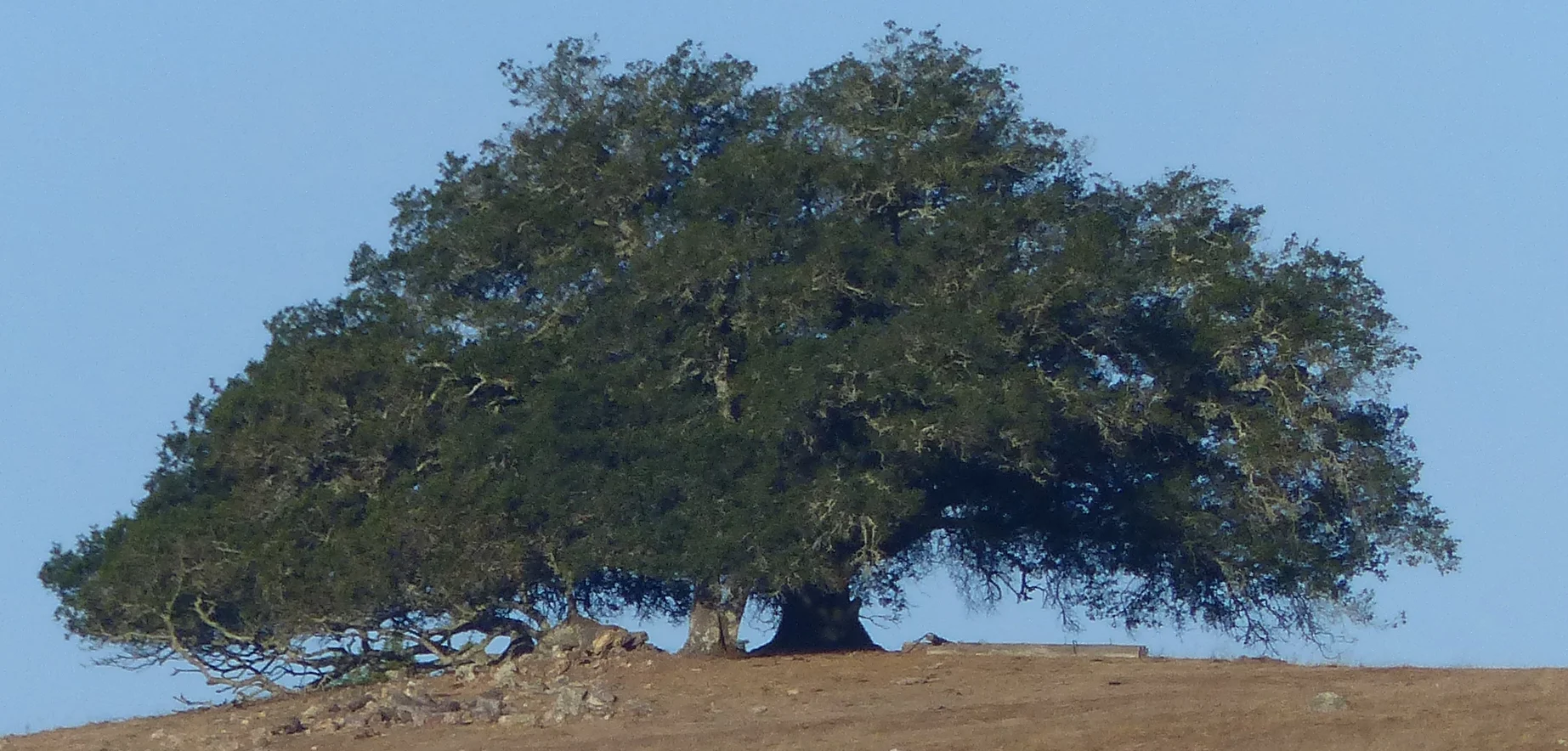 Tree Hillside copy.jpg