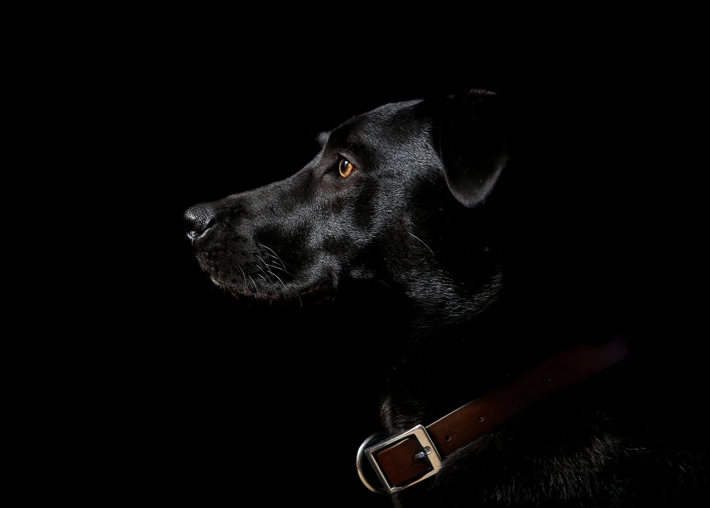 gus3.3web.jpg
