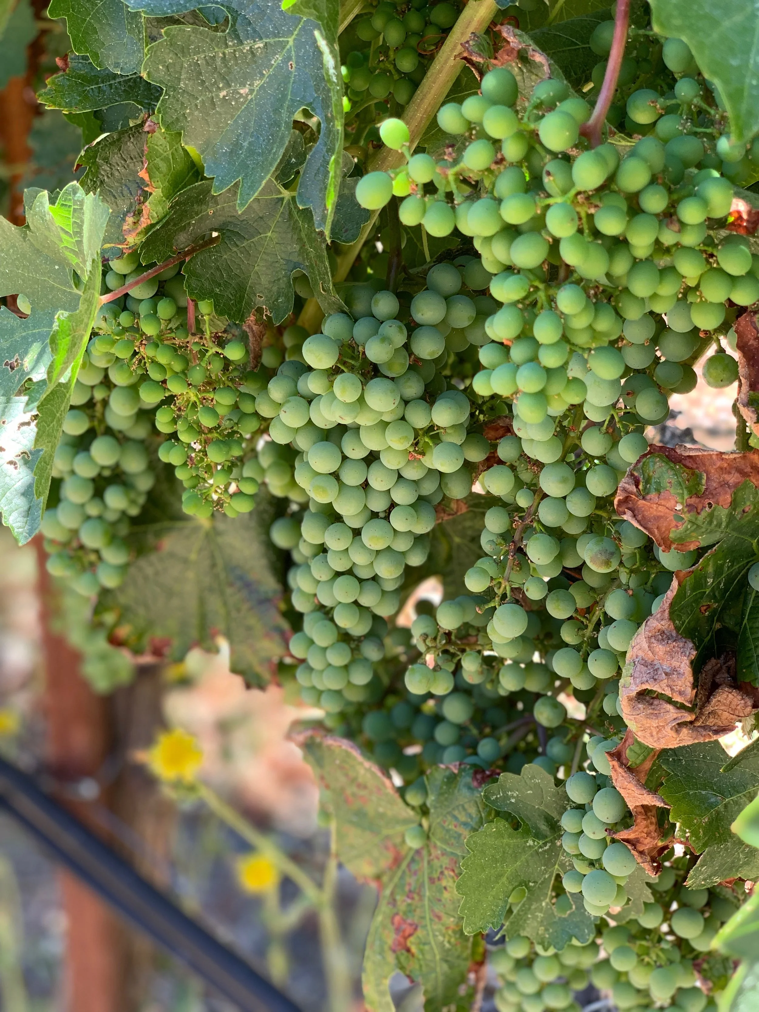 Exploring Napa &amp; Sonoma