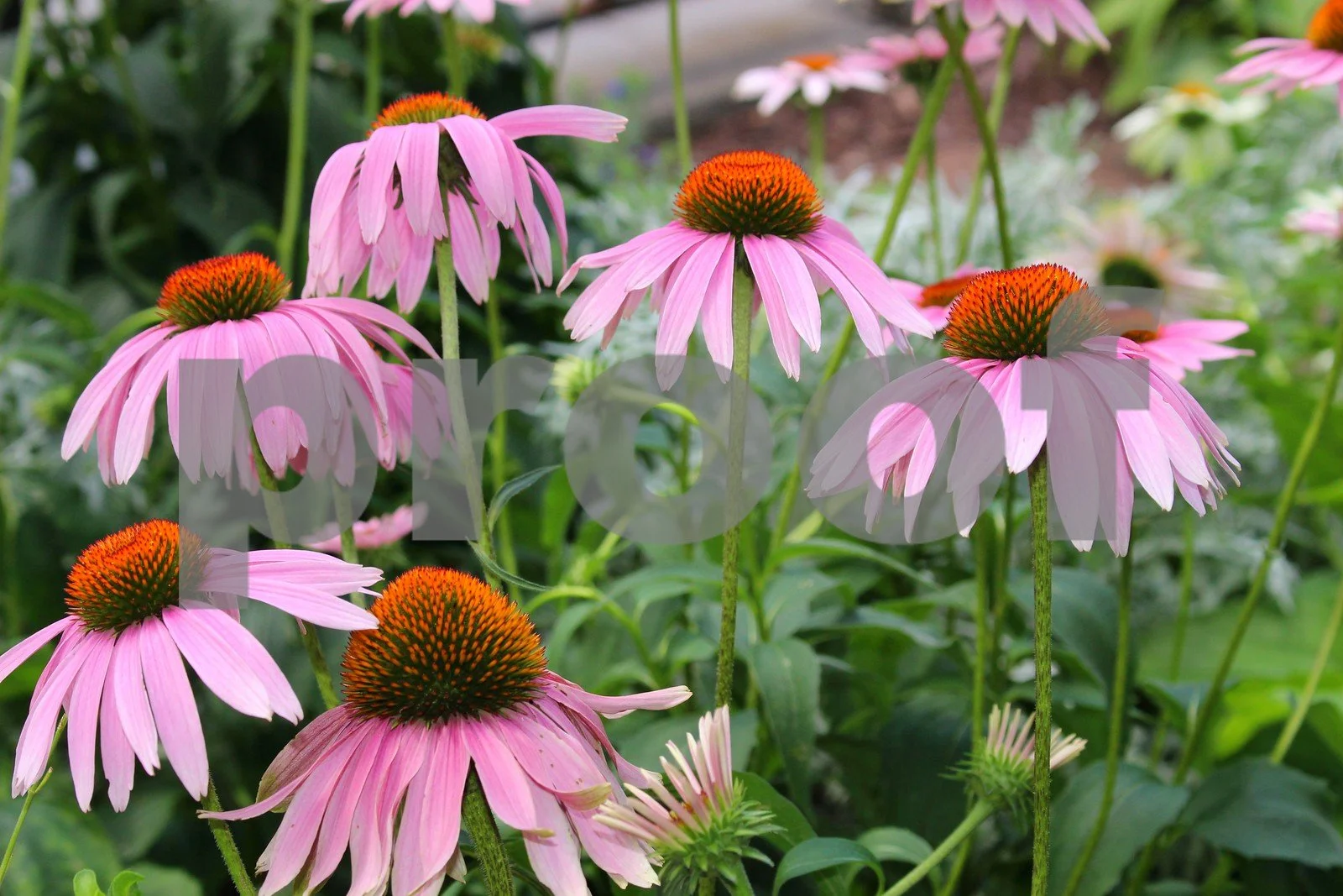 2nd flower.jpg