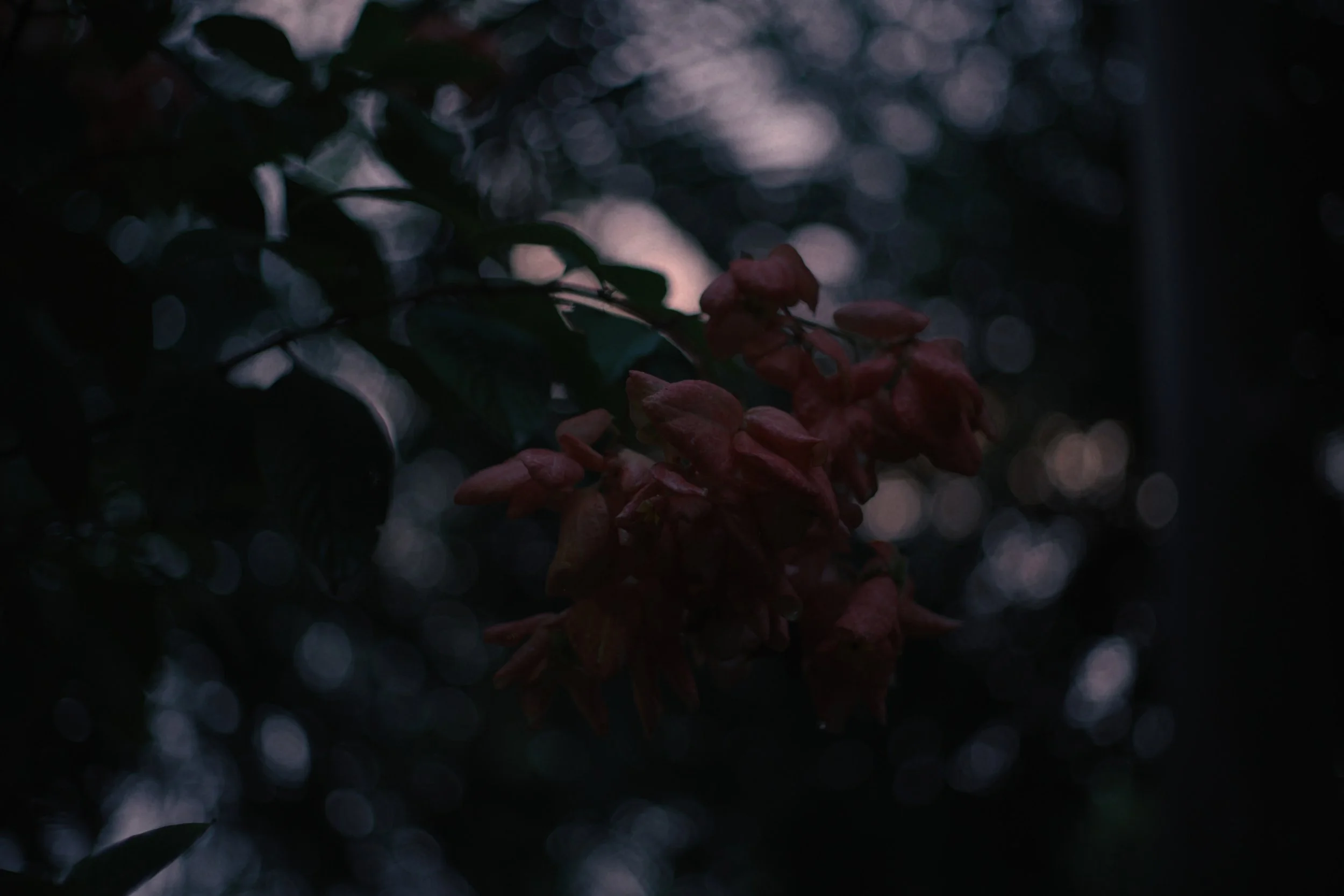 159_1.156.1.JPG