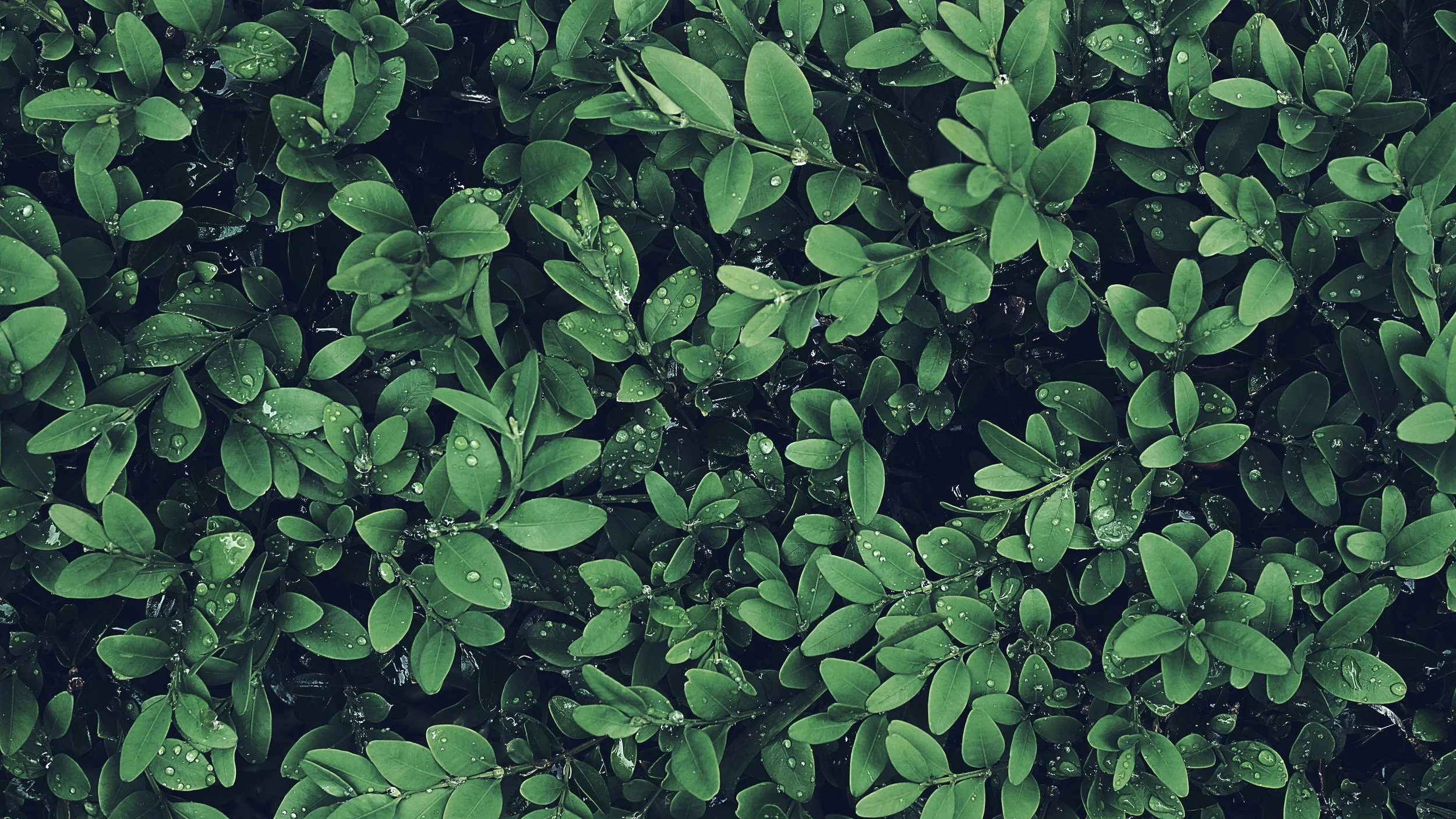 pexels-photo-2382325.jpeg