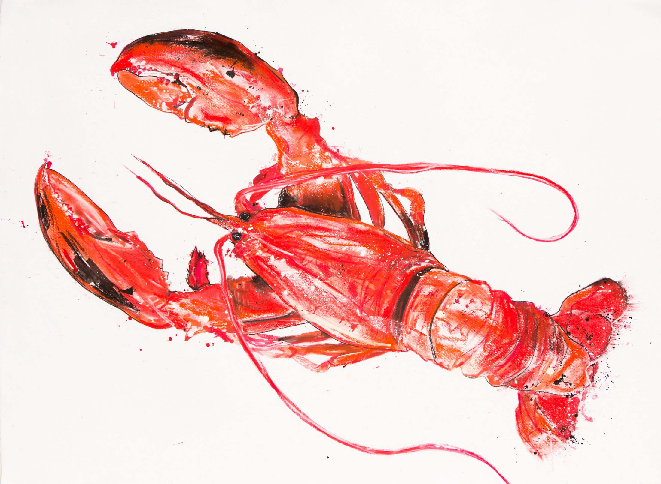 Helios Red Lobster 