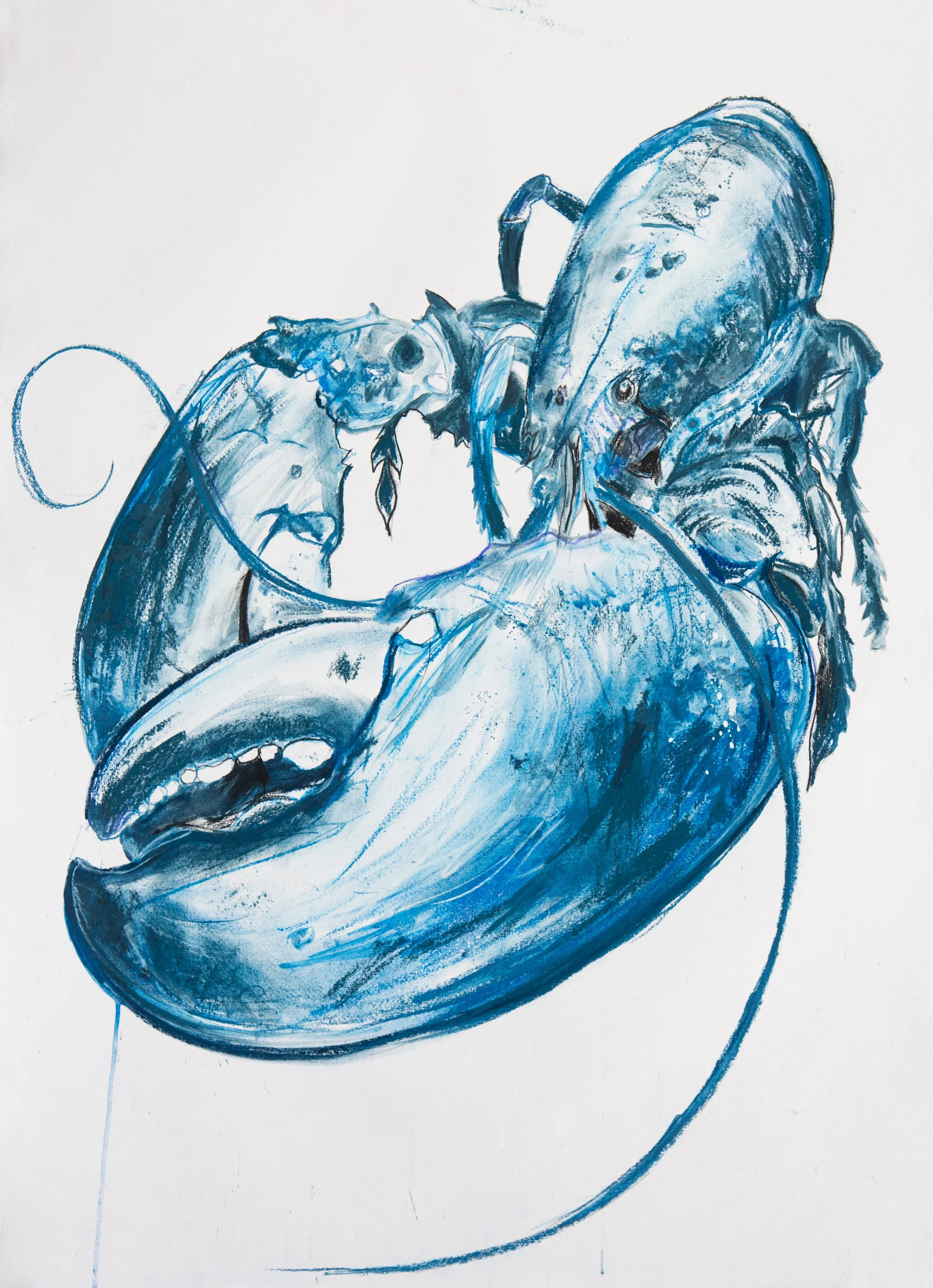 Cerulean Blue Lobster