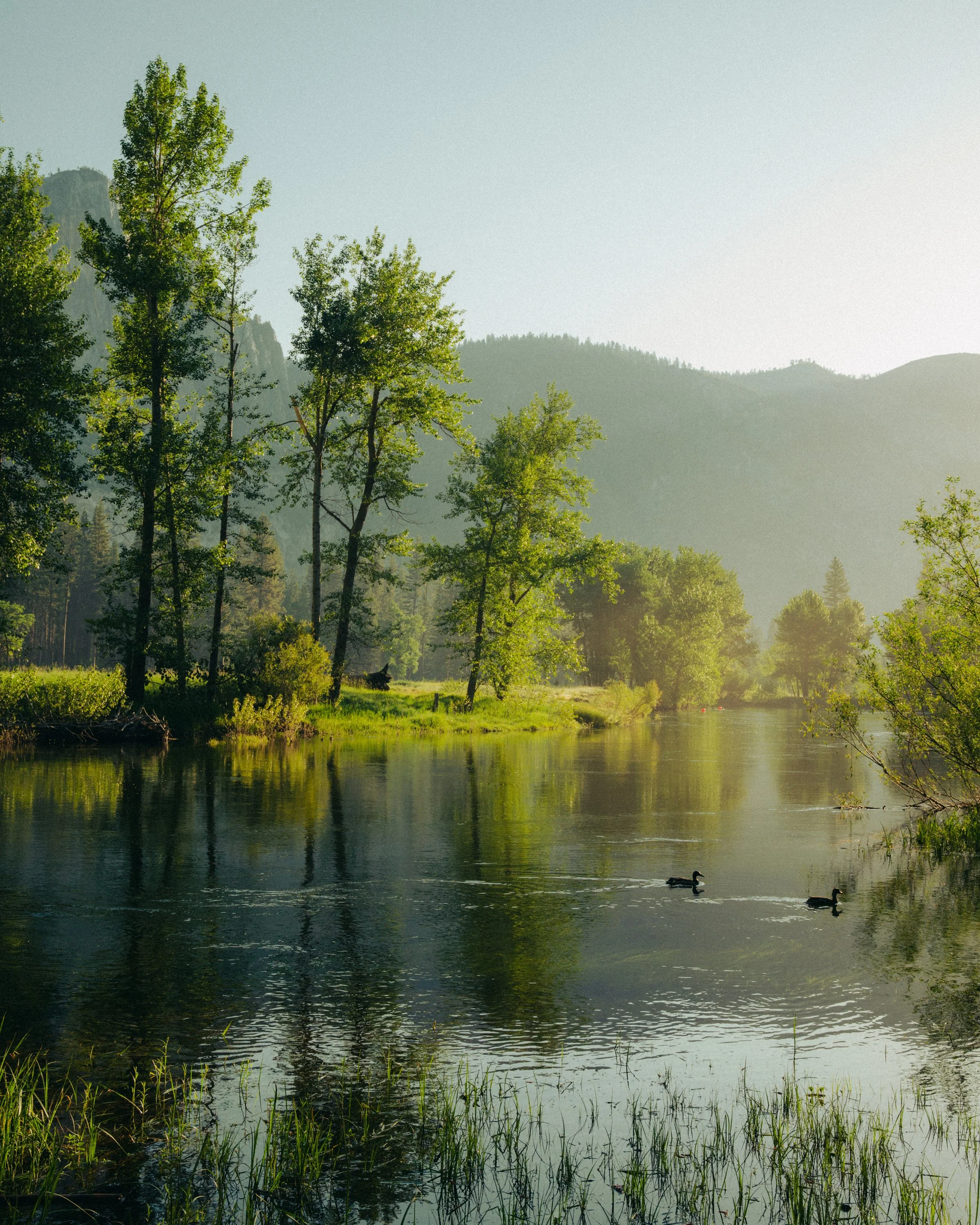 A peaceful river scene with trees along the bank, distant mountains in the background, and ducks swimming in the water, illuminated by soft morning or evening light.