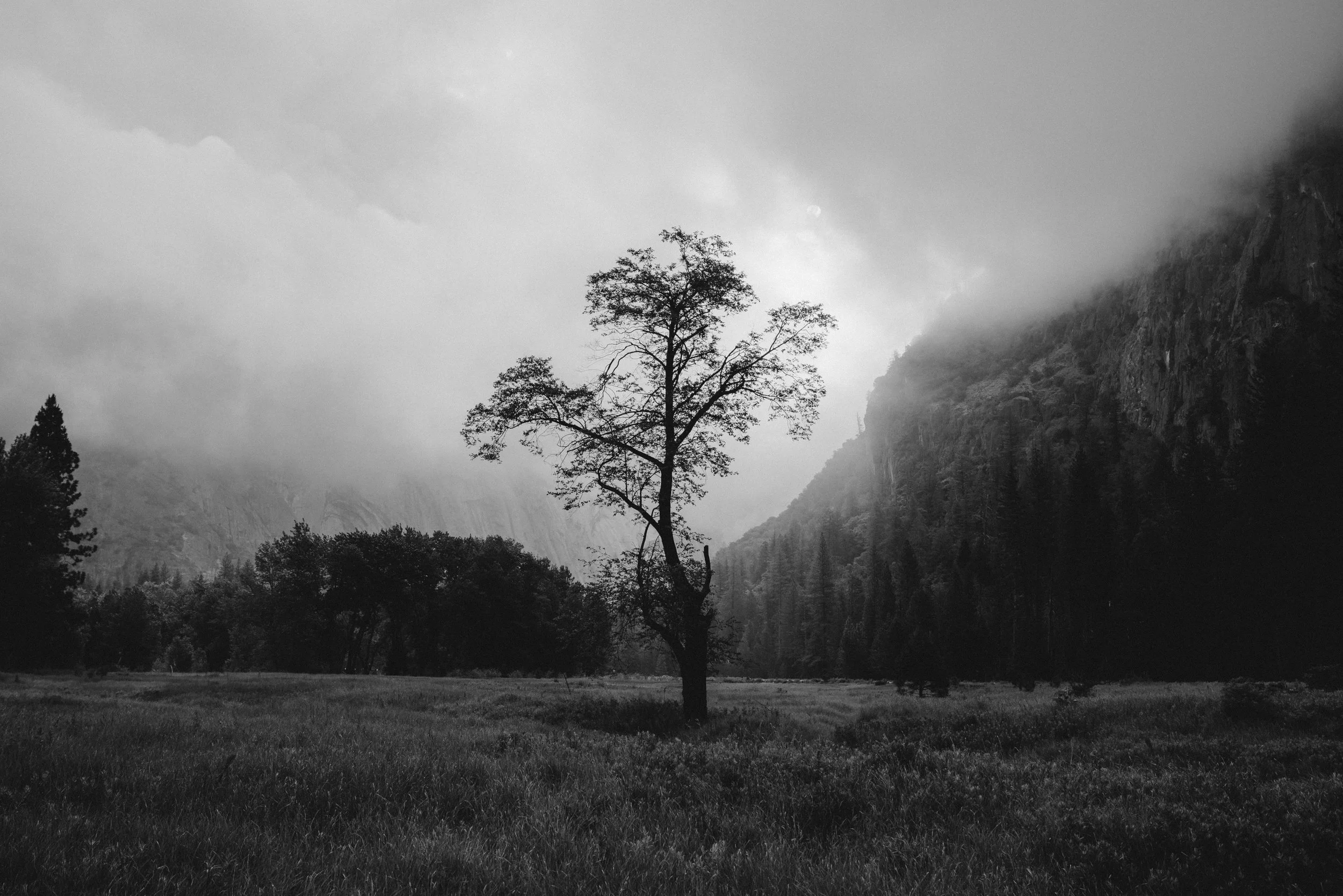 Black and white photo of a lone tree in a field with mountains in the background and fog or clouds surrounding the area.