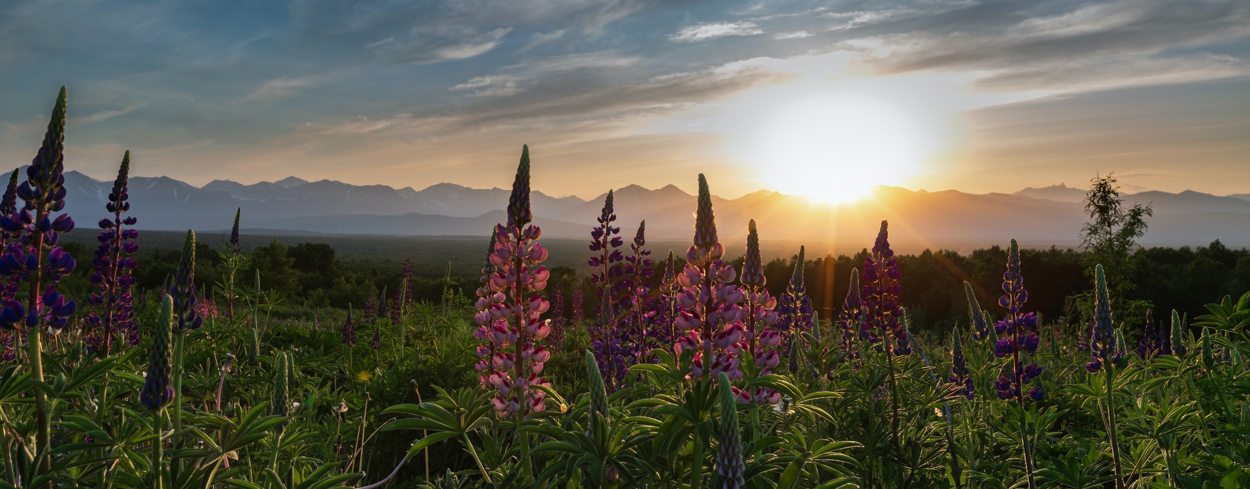 lupine resized.jpg