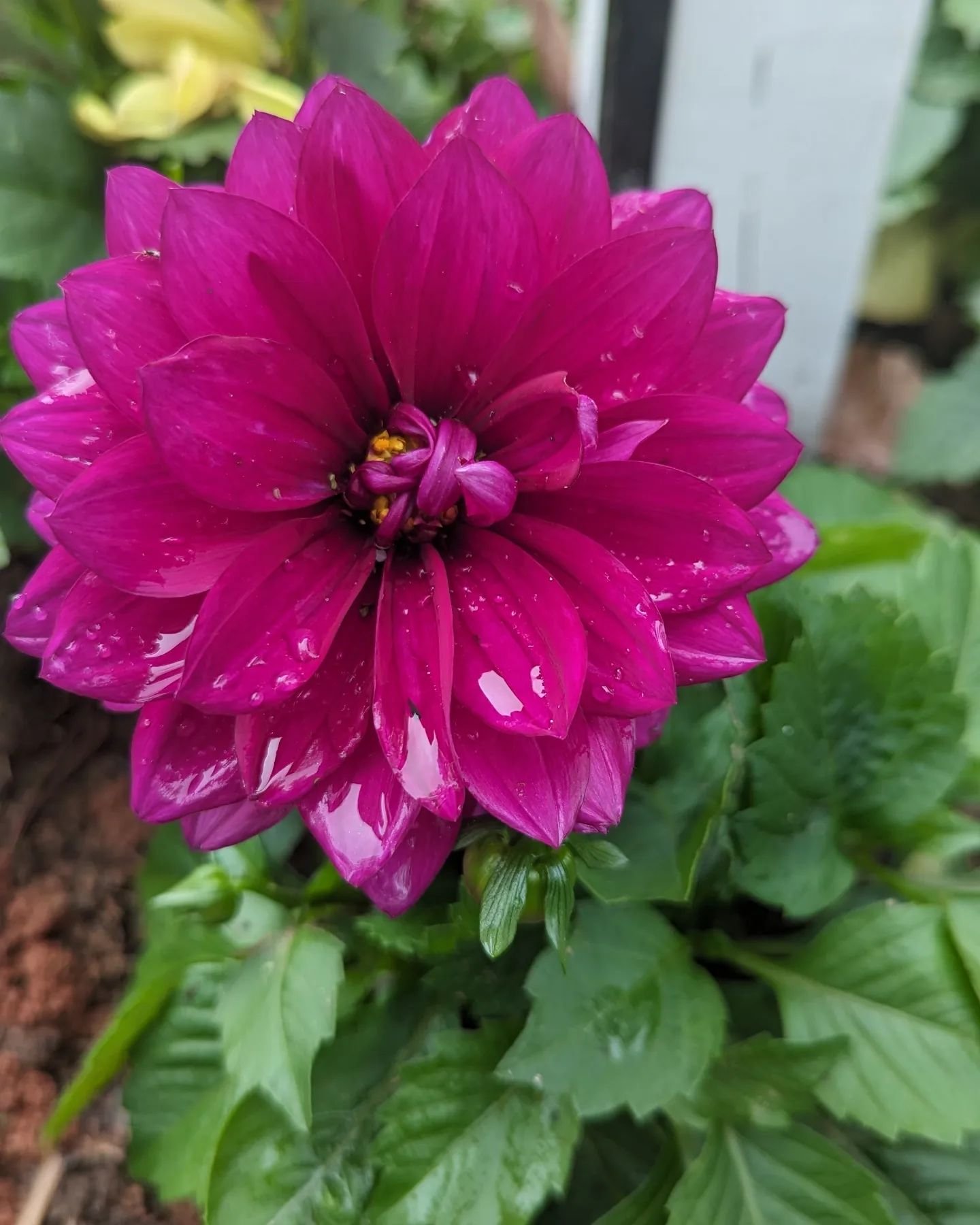 Nothing like a new bloom to brighten the morning! 🤩
