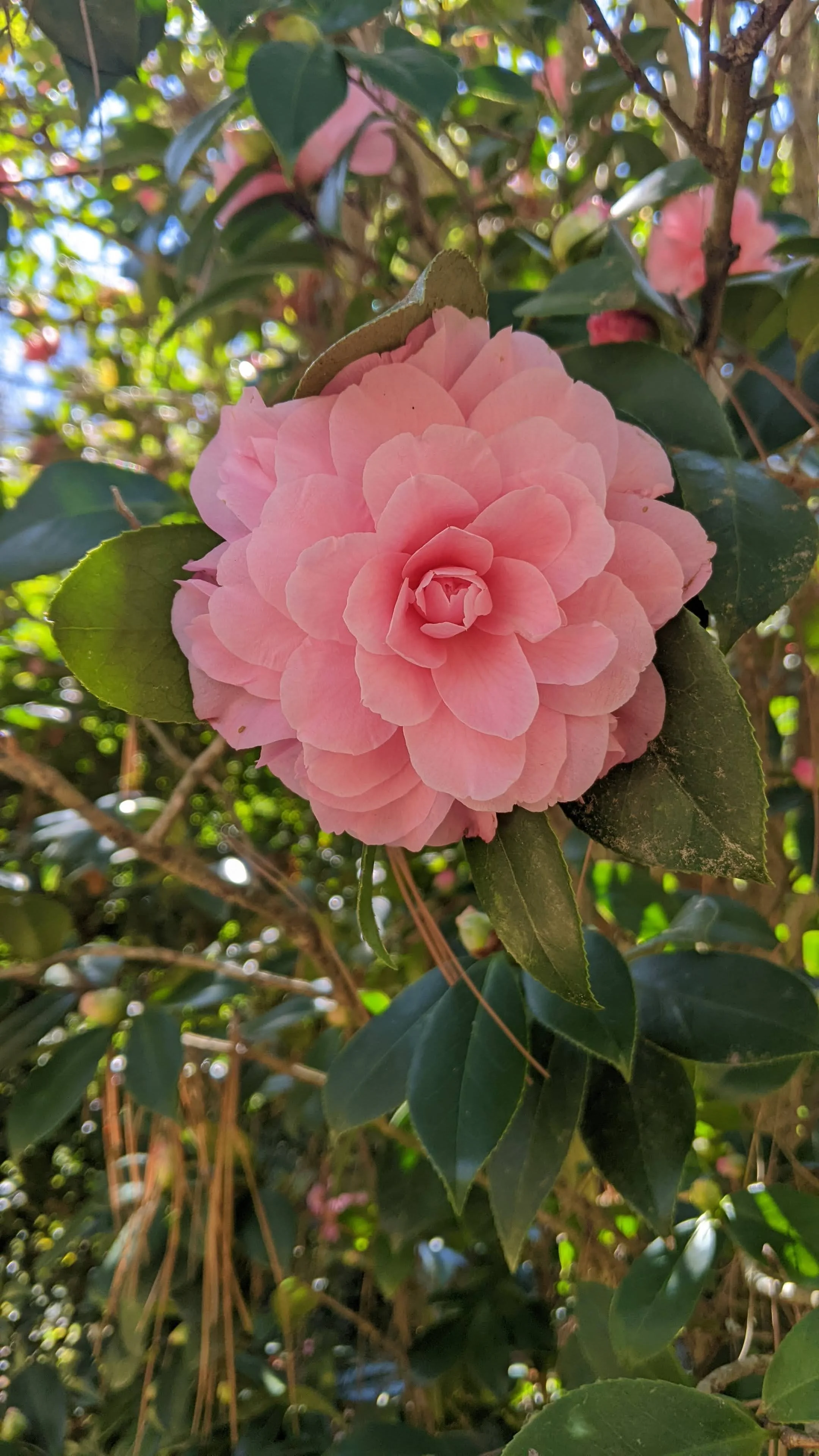 Flora-Tourism in Georgia