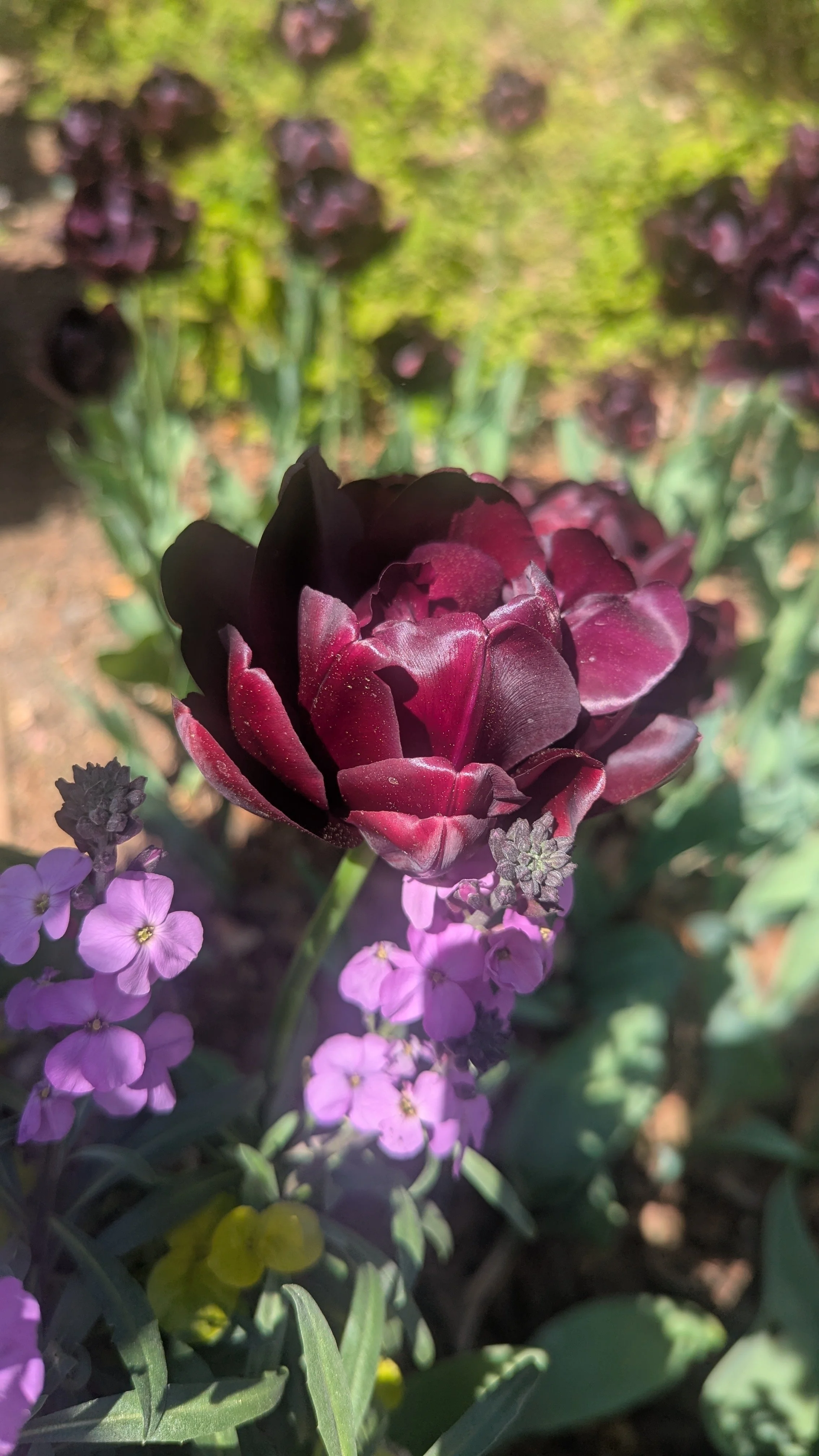 Flora-Tourism in Georgia