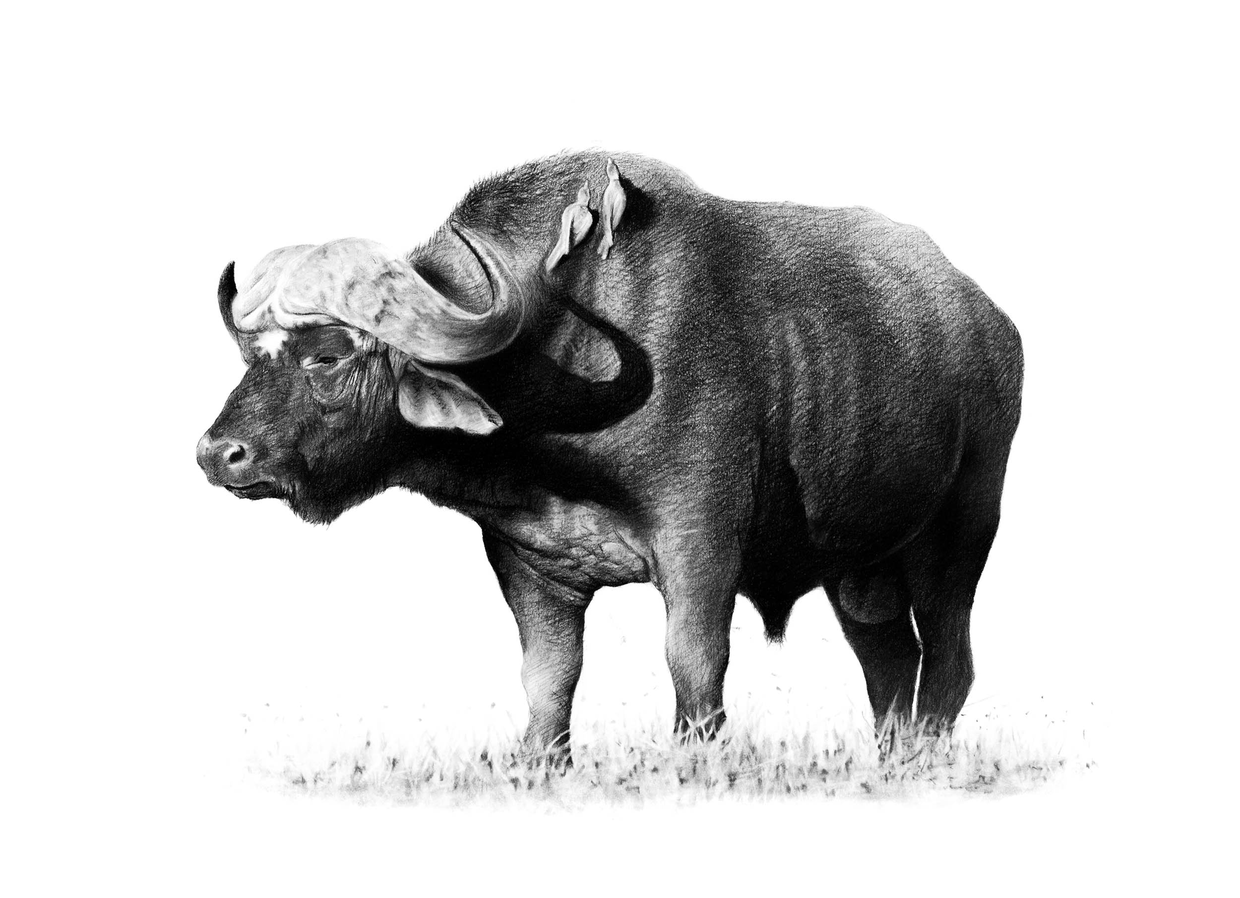 buffalo_standing-58x41cms.jpg