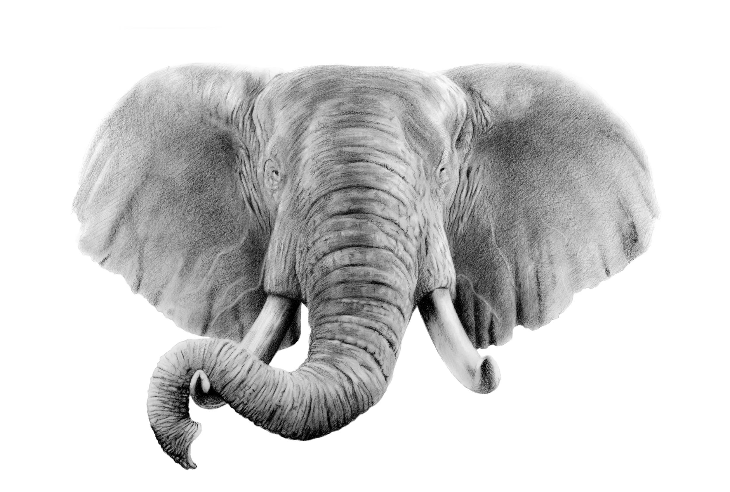 elephant_front_ears-59x42cms.jpg