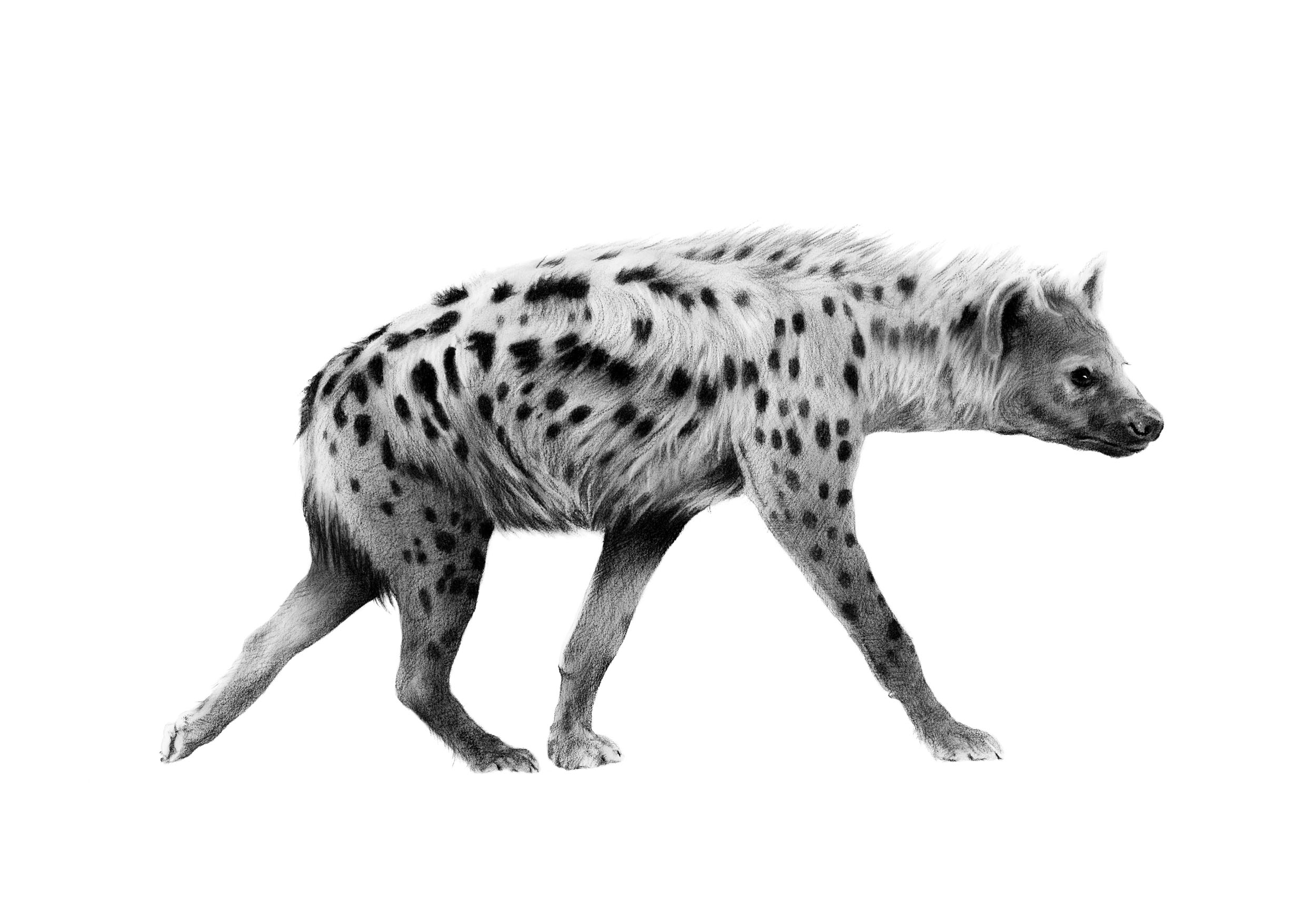 hyena_walking-58x44cms.jpg