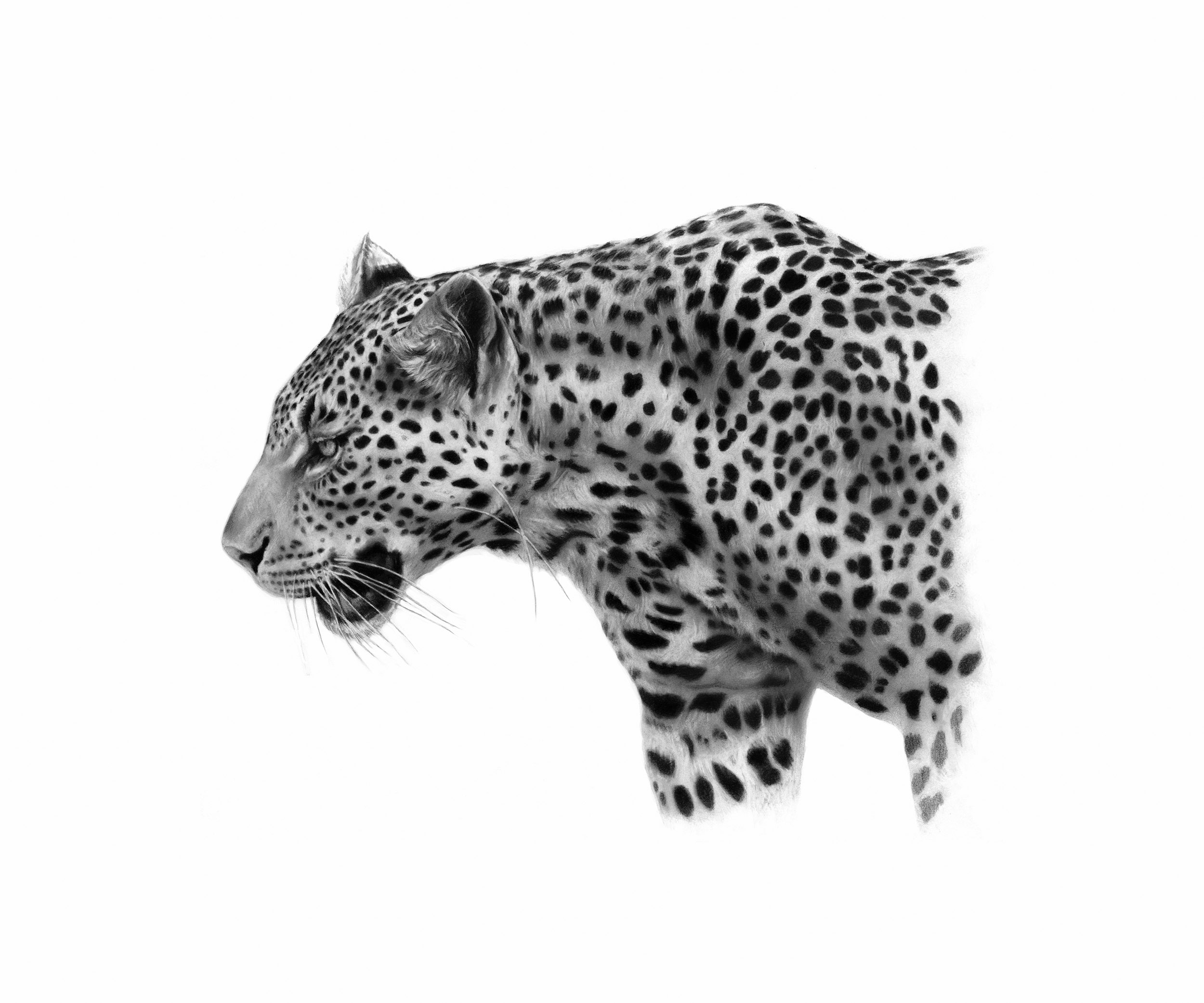 leopard_stalker-53x44cms.jpg