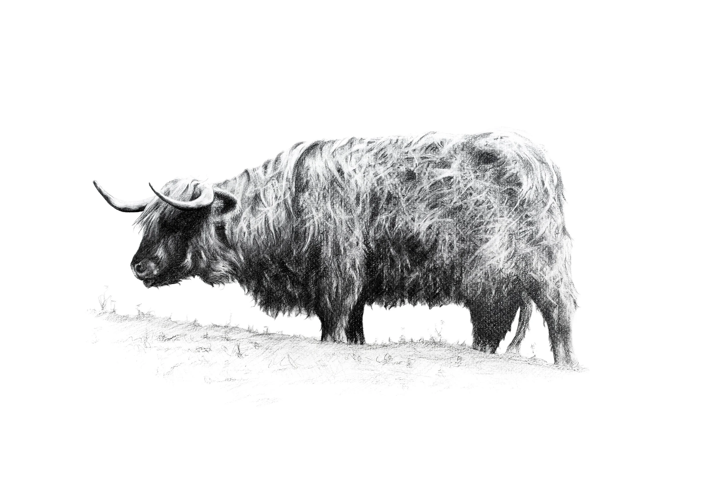 highland_bullock_1-38x25cms.jpg