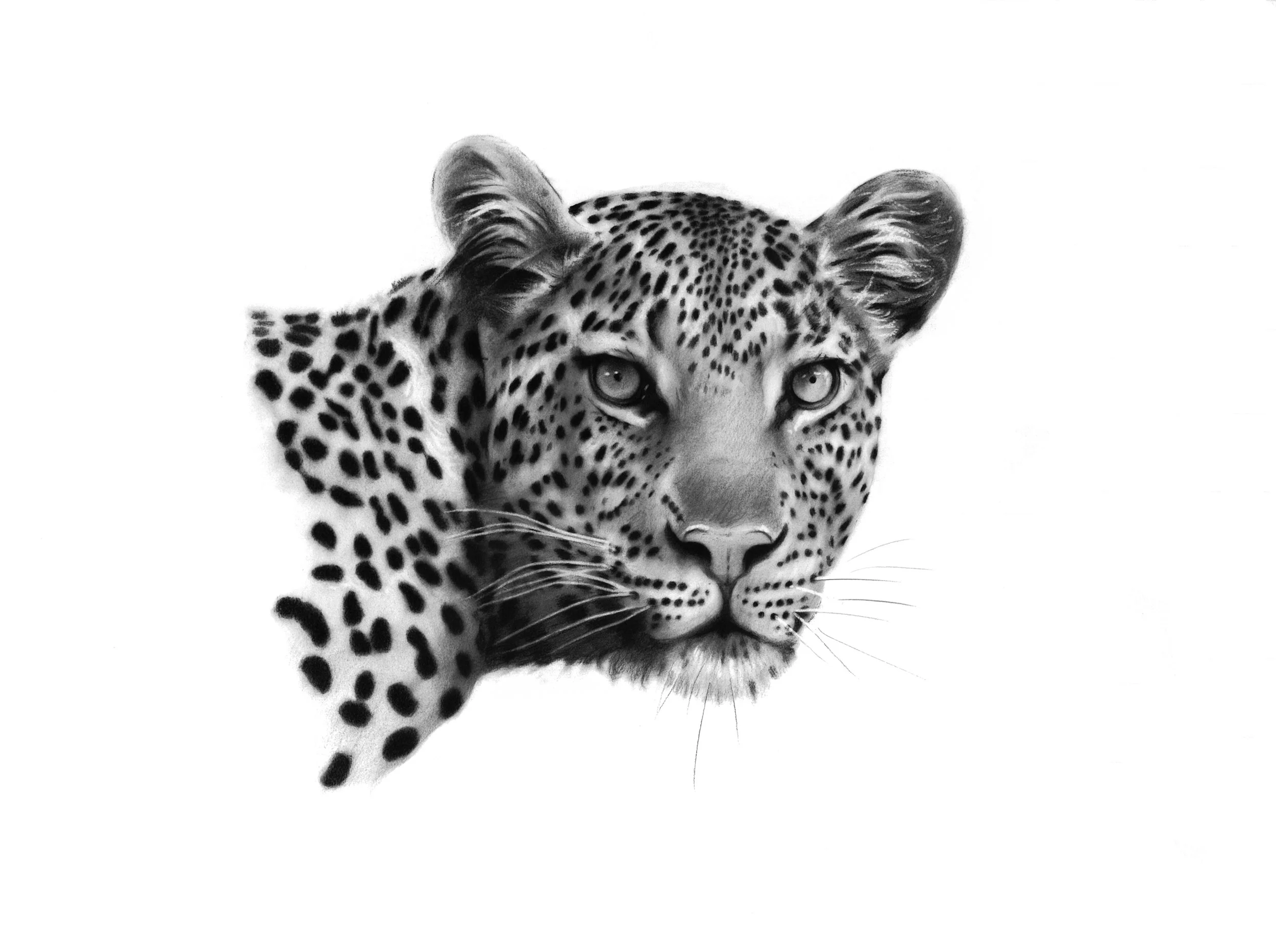 Buy print of female Leopard — aengusart