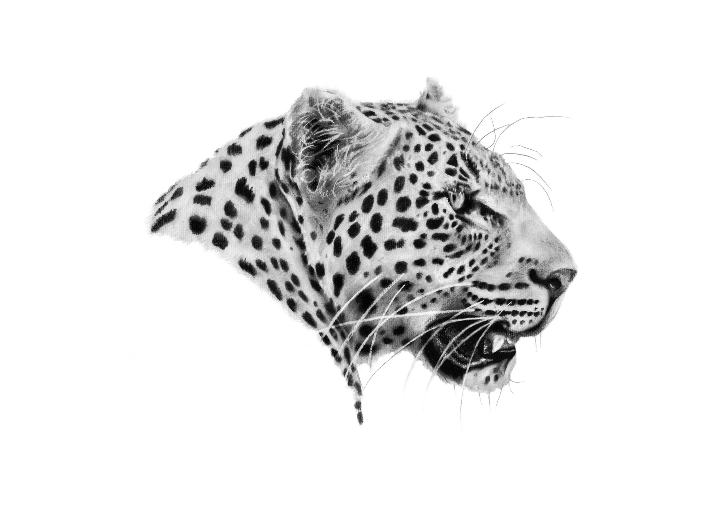 leopard_profile-35x24cms.jpg