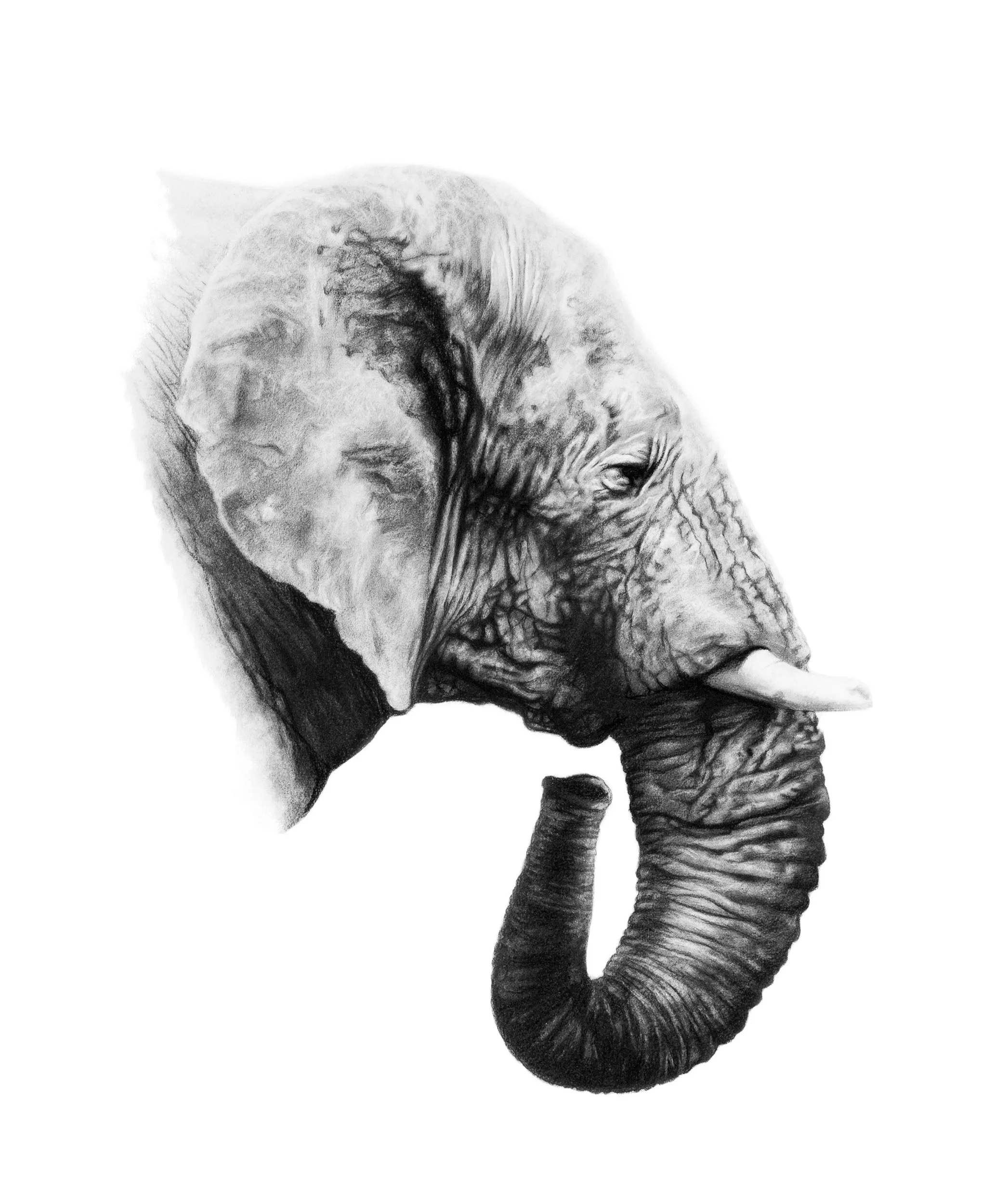 elephant_matriarch-36x43cms.jpg