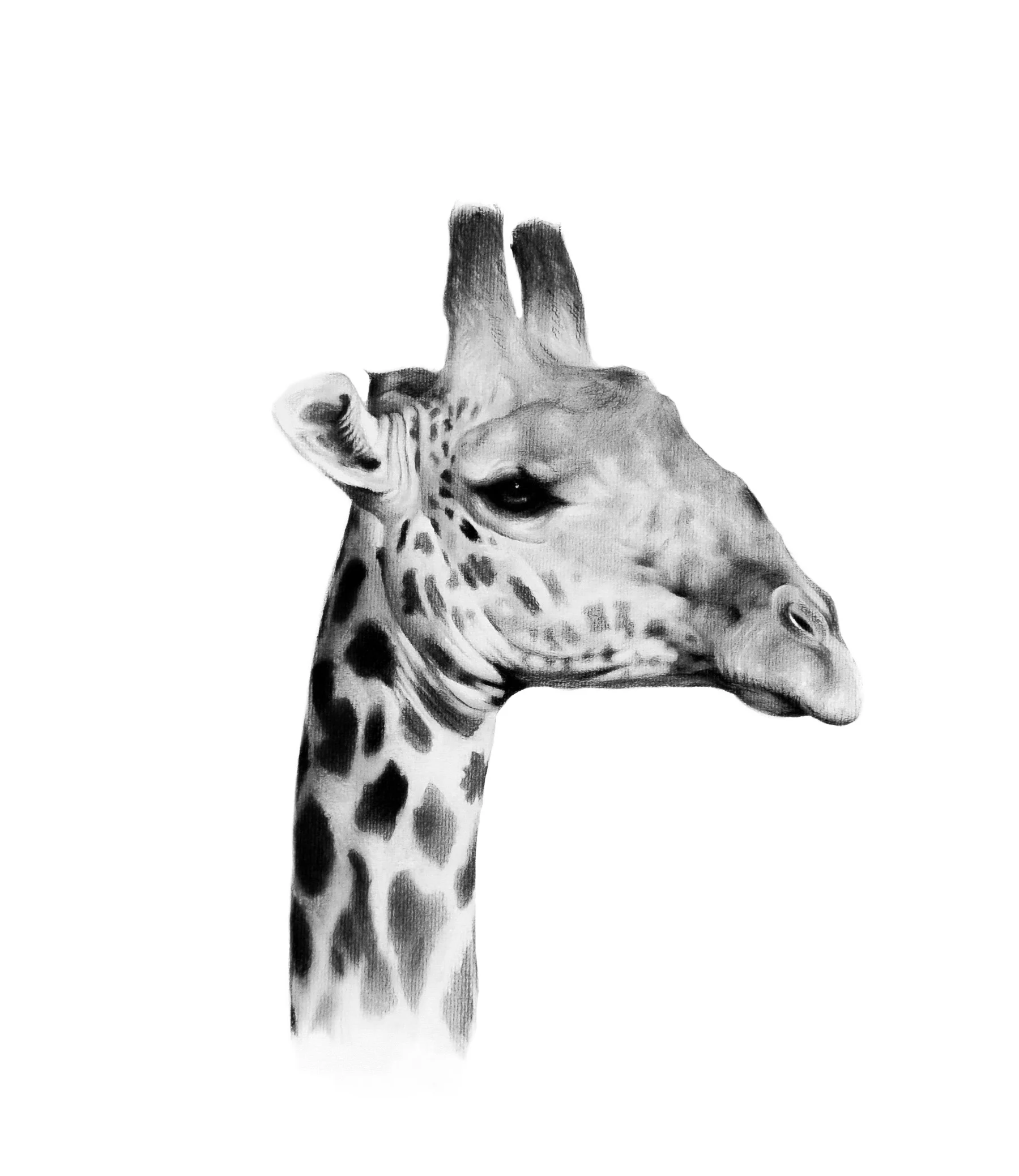 giraffe_right_twist-32x45cms.jpg
