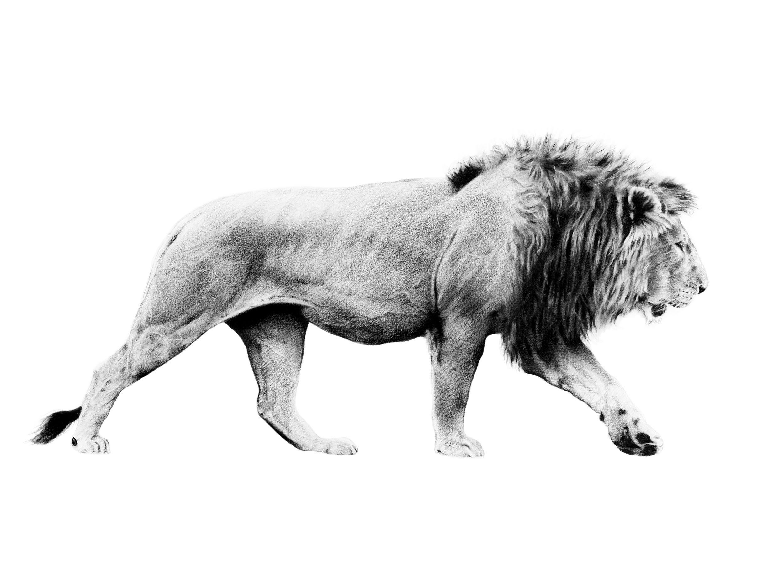 lion_pacing-50x37cms.jpg