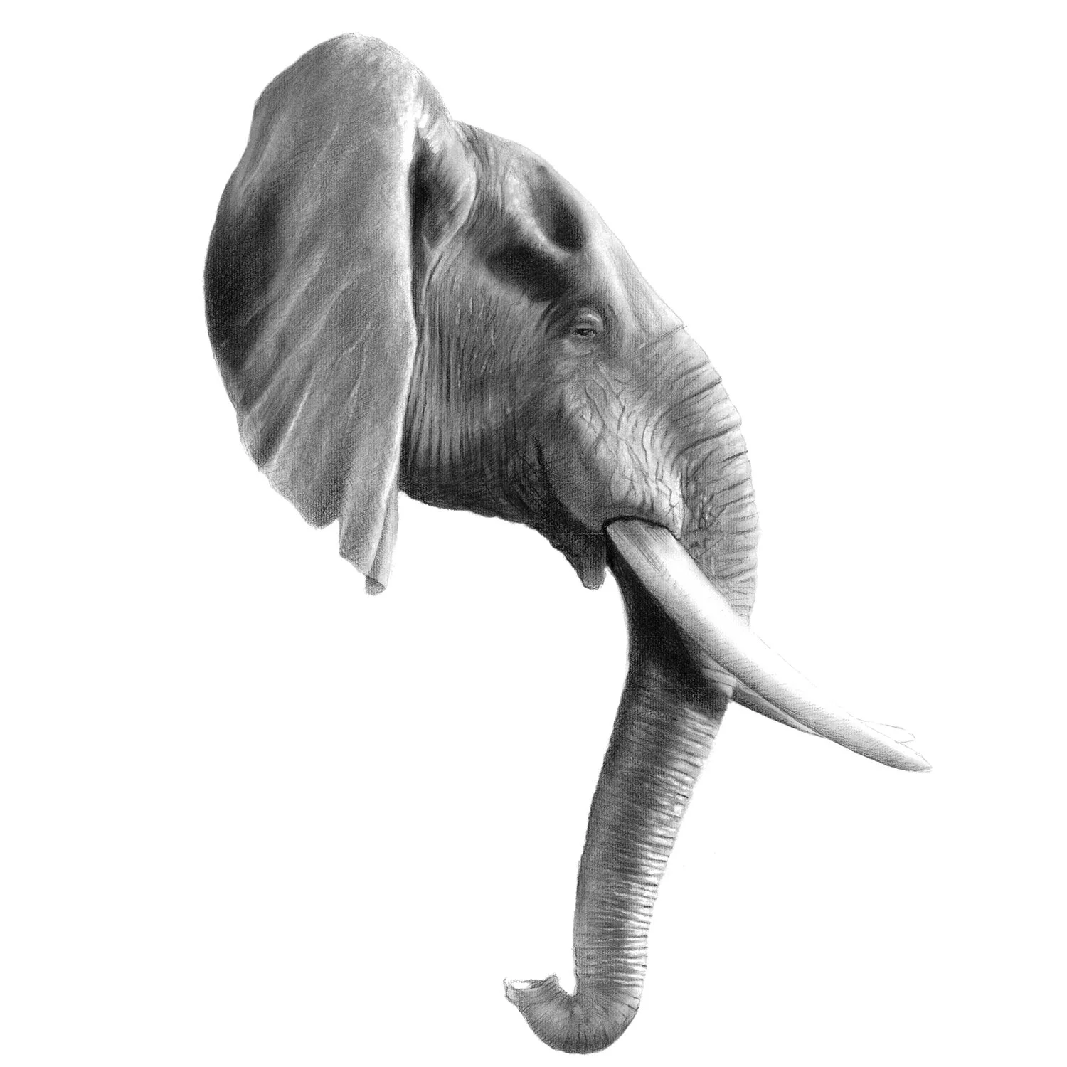 elephant_tusk.jpg