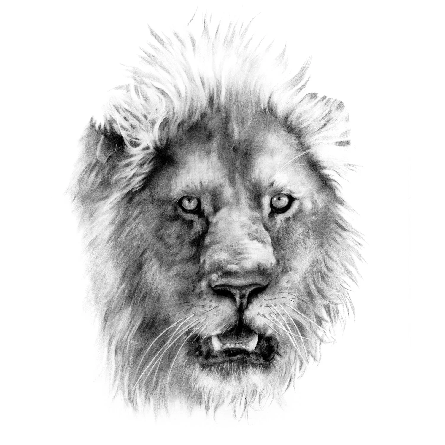 lion_frontal.jpg