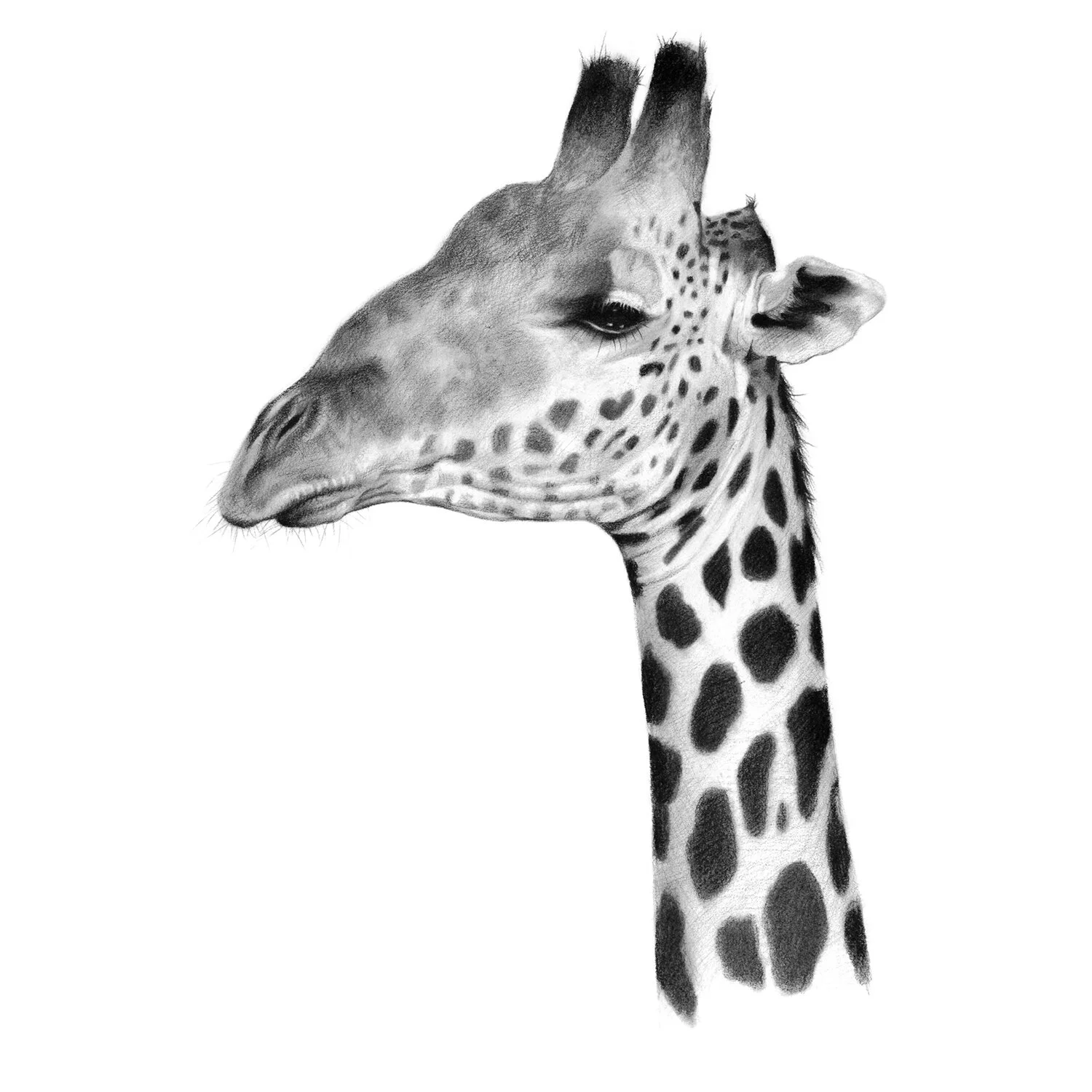 giraffe_profile_tall.jpg