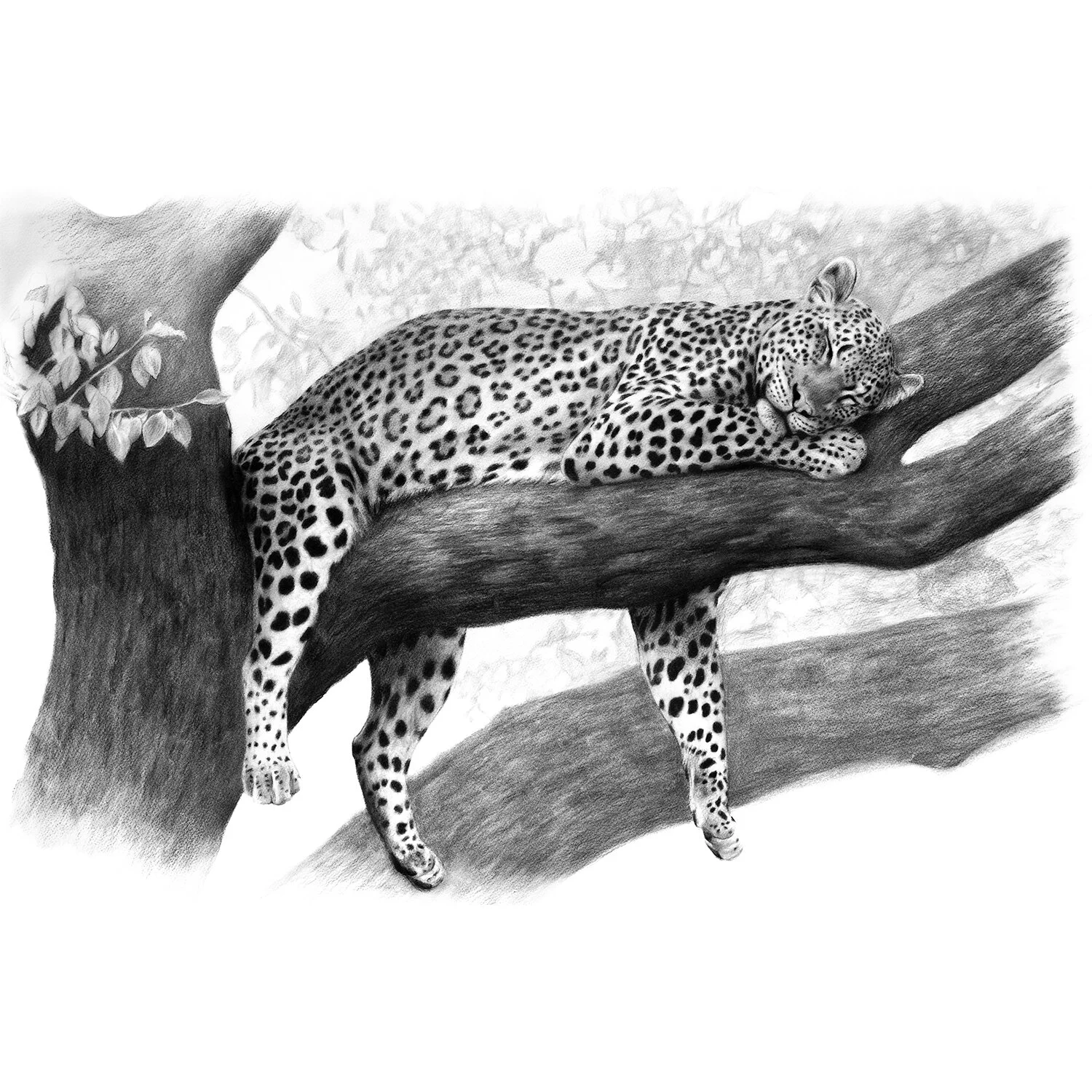 leopard_dozing.jpg
