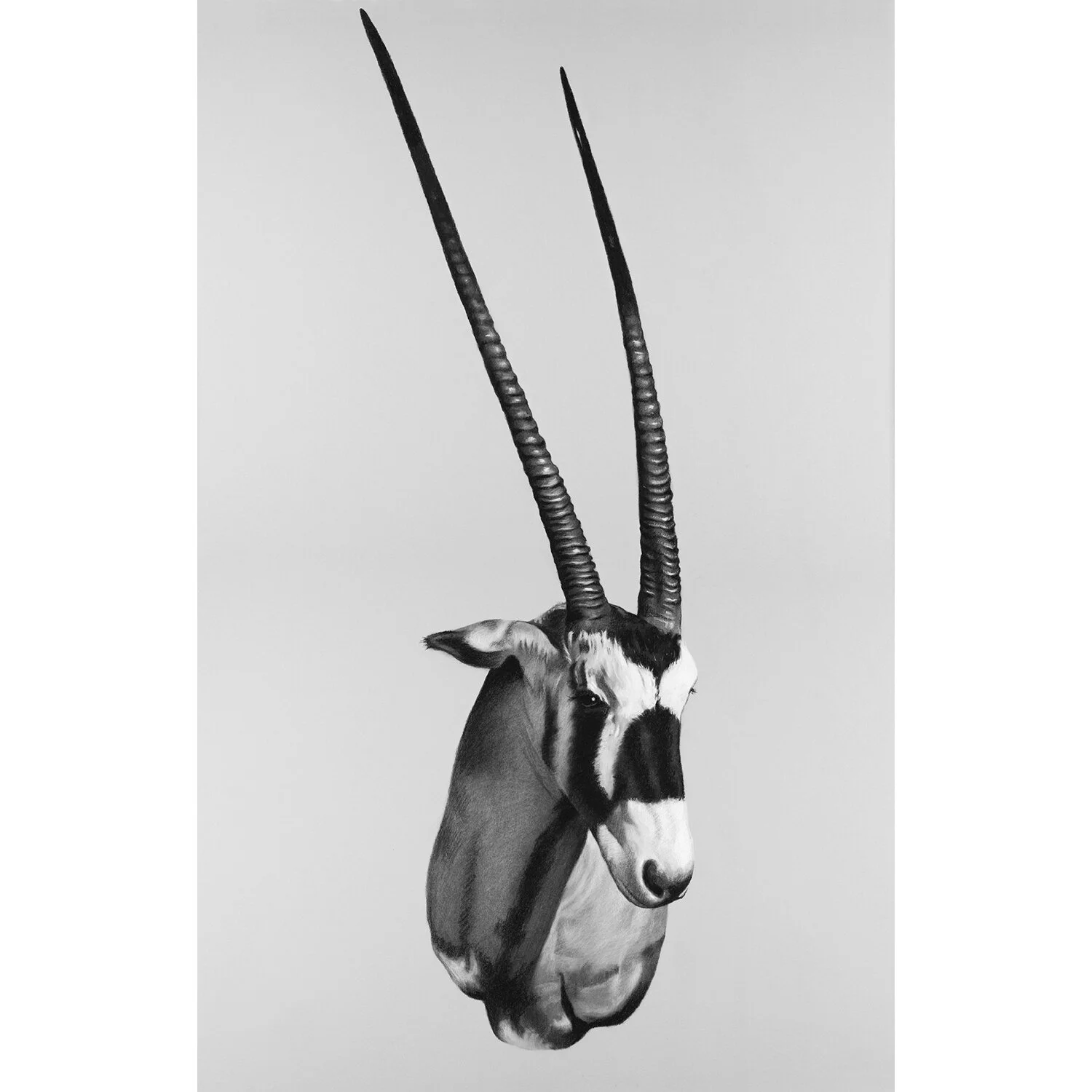 oryx.jpg