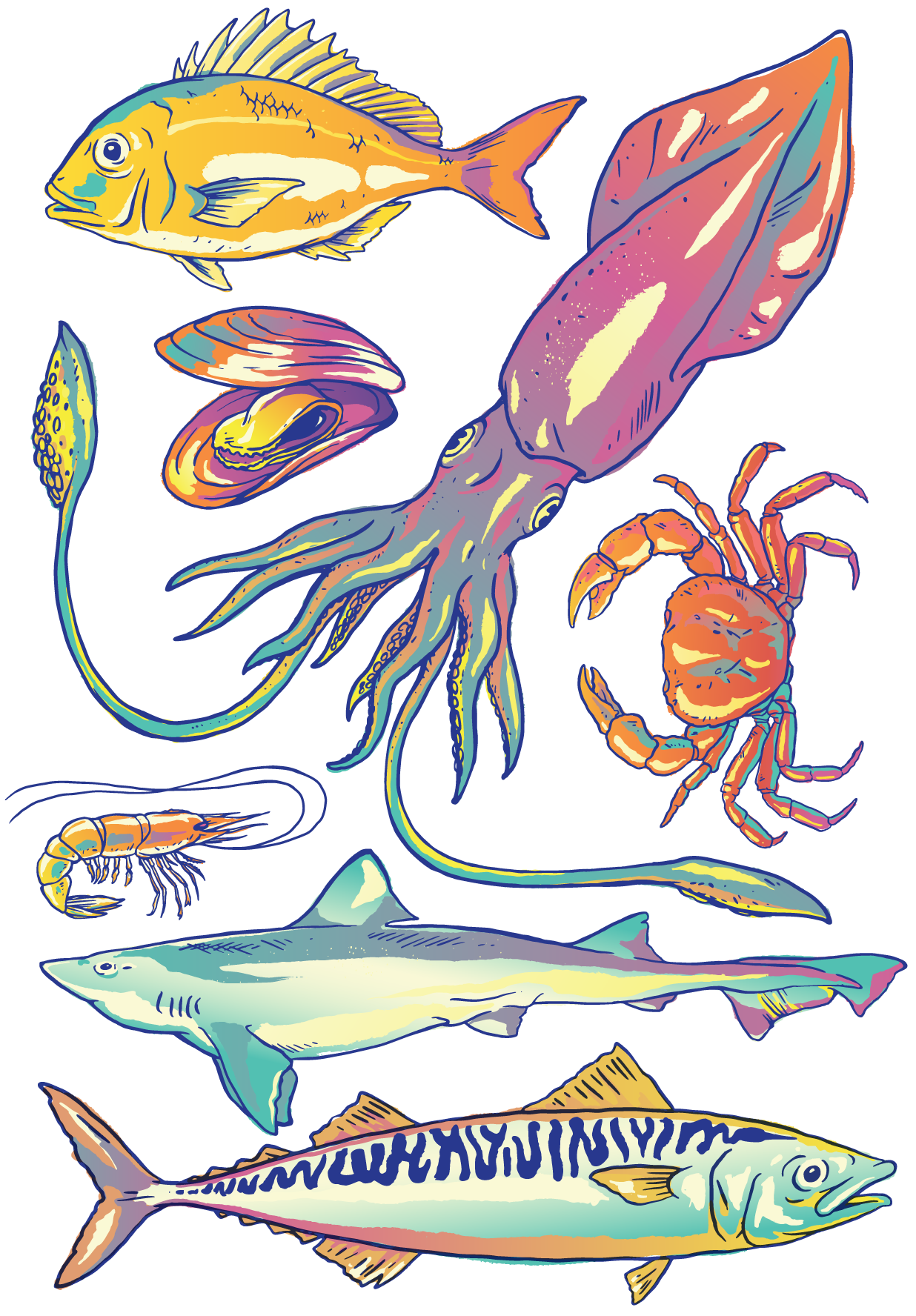 Diverse species that are fished in Mar del Plata /Besugo, mejillón, cangrejo rojo, calamar, camarón, cazón, caballa, especies de Mar del Plata.