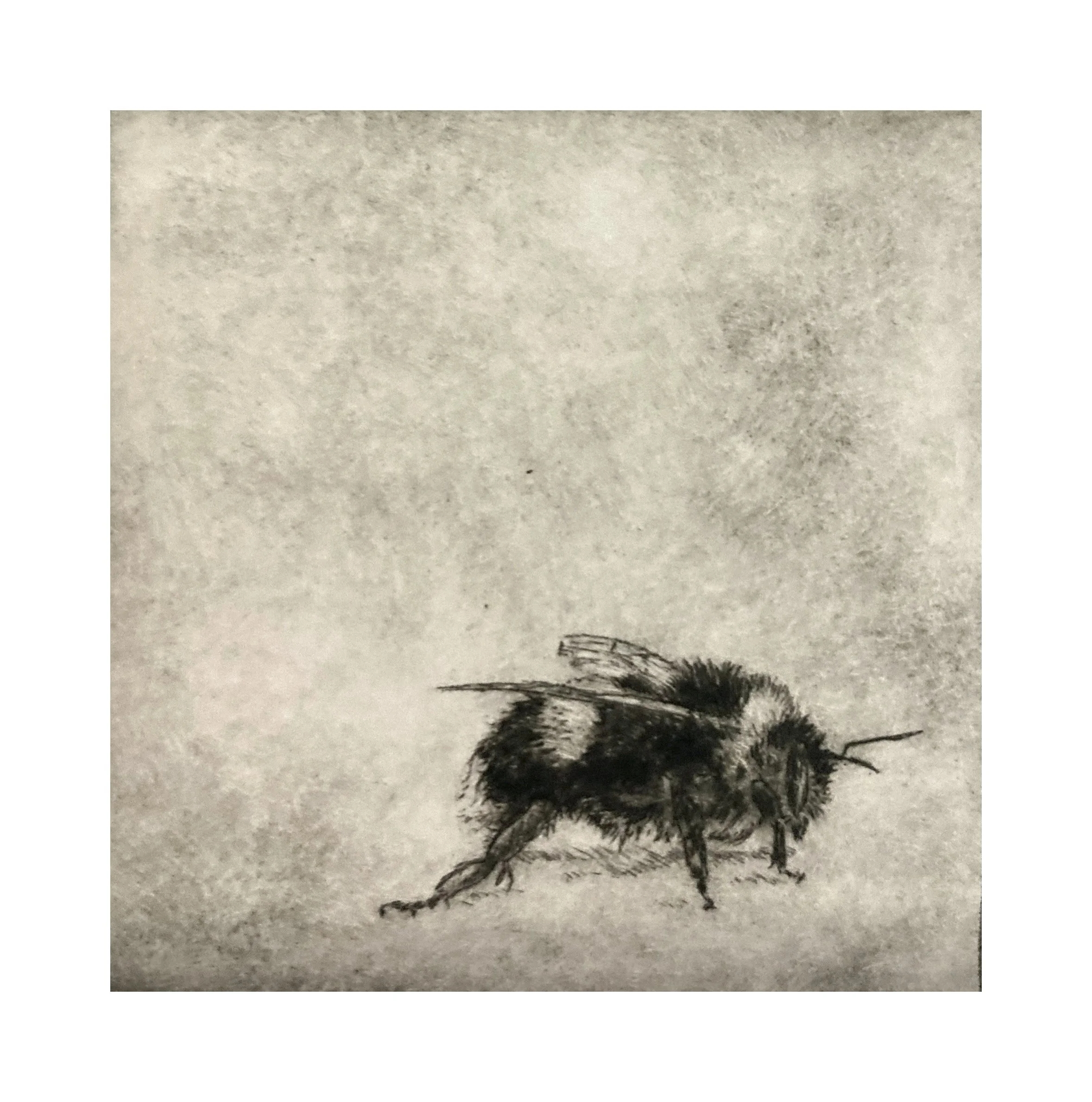 Humblebee I