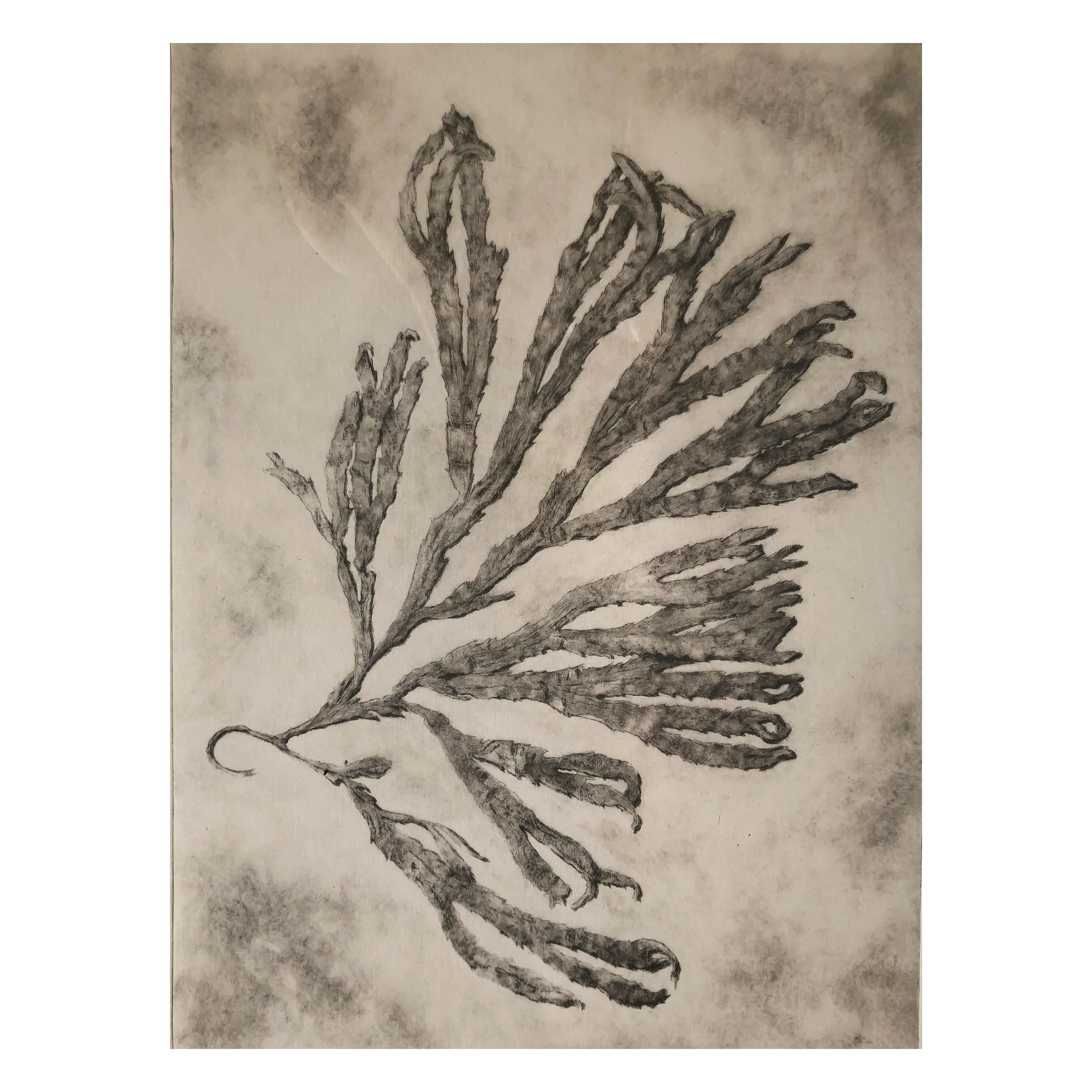 Seaweed