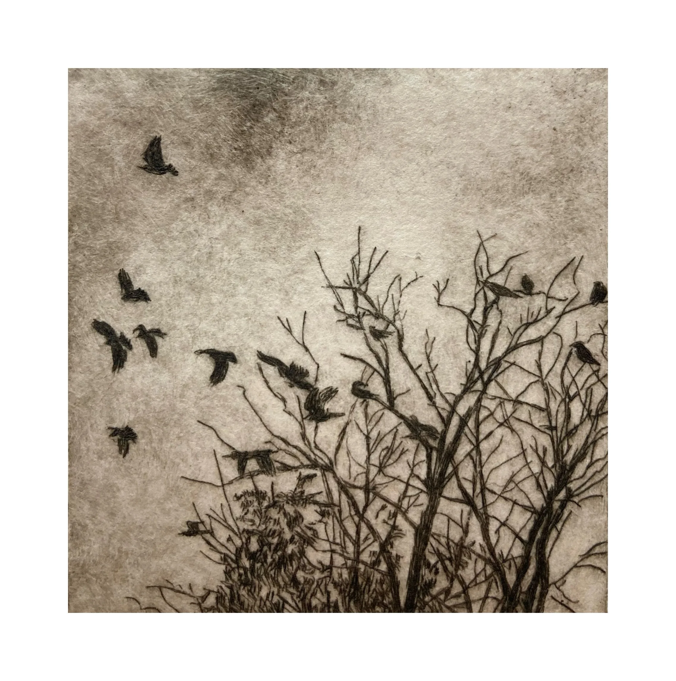 Clattering of Jackdaws II