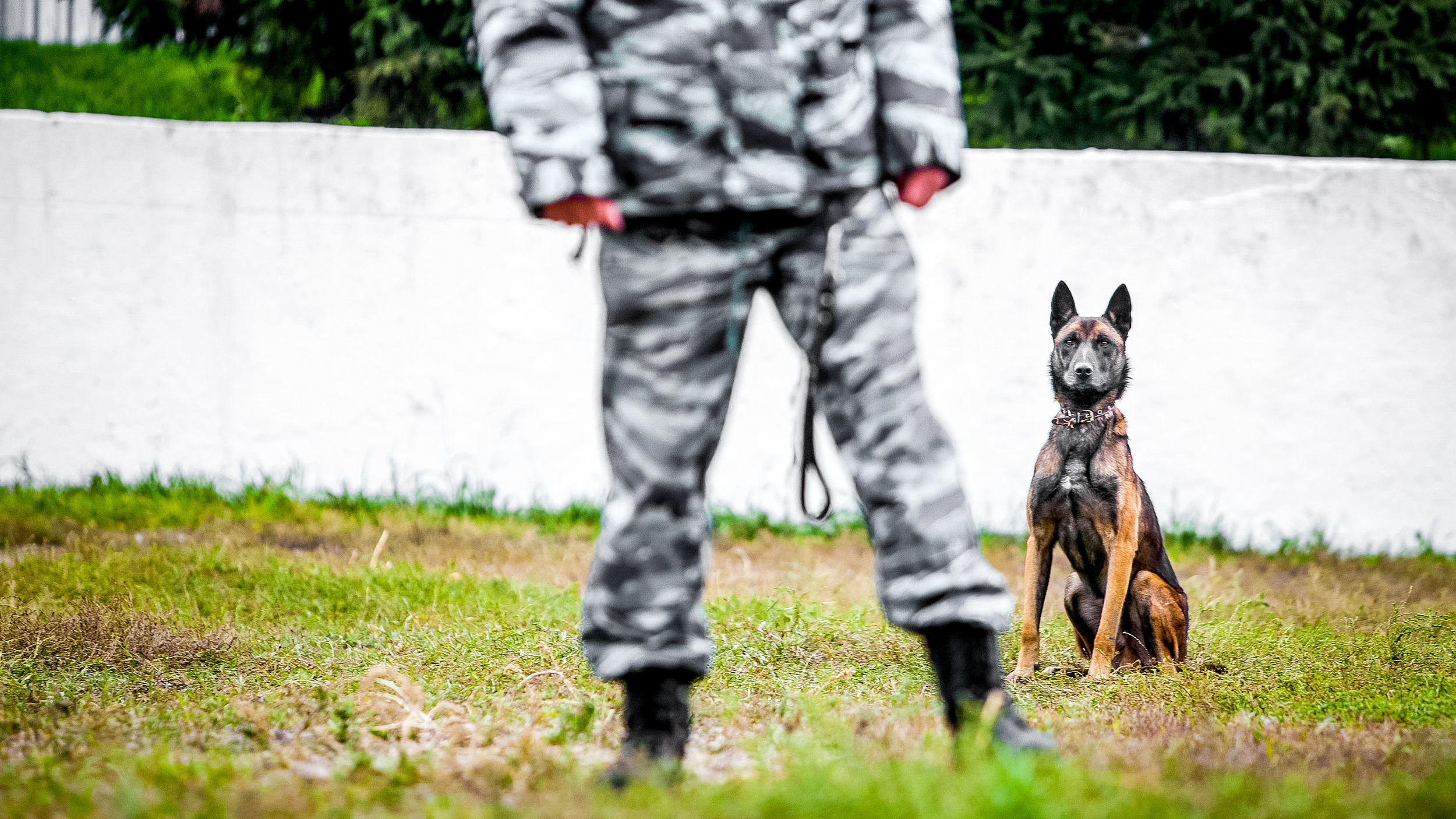 Free Services for Military &amp; Police K-9s