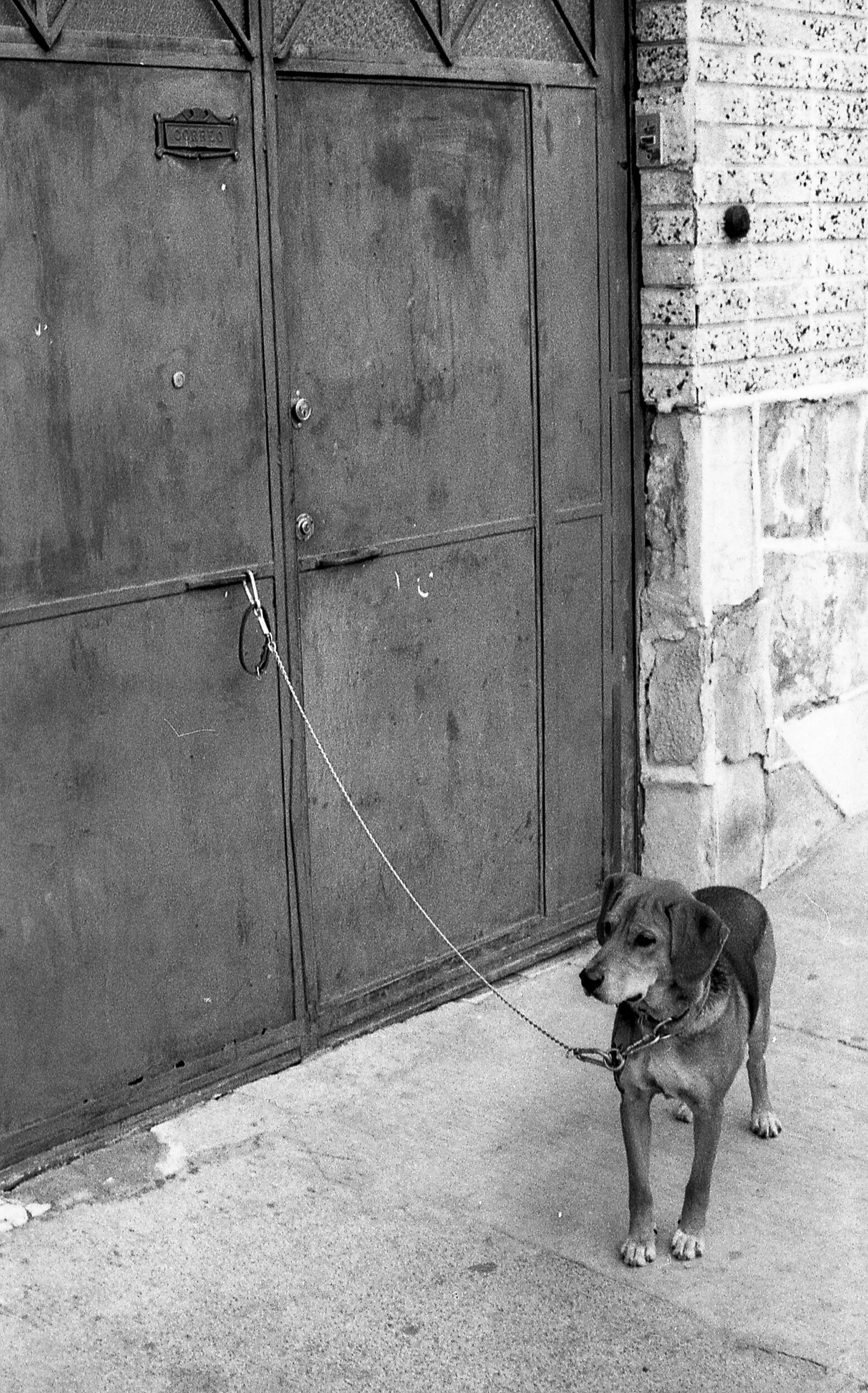 dog and door.jpg