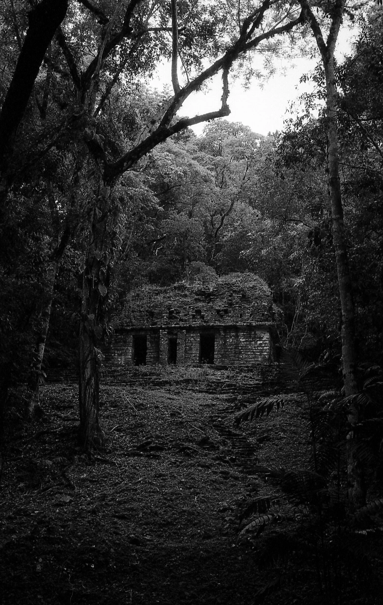 yachilan temple forest.jpg