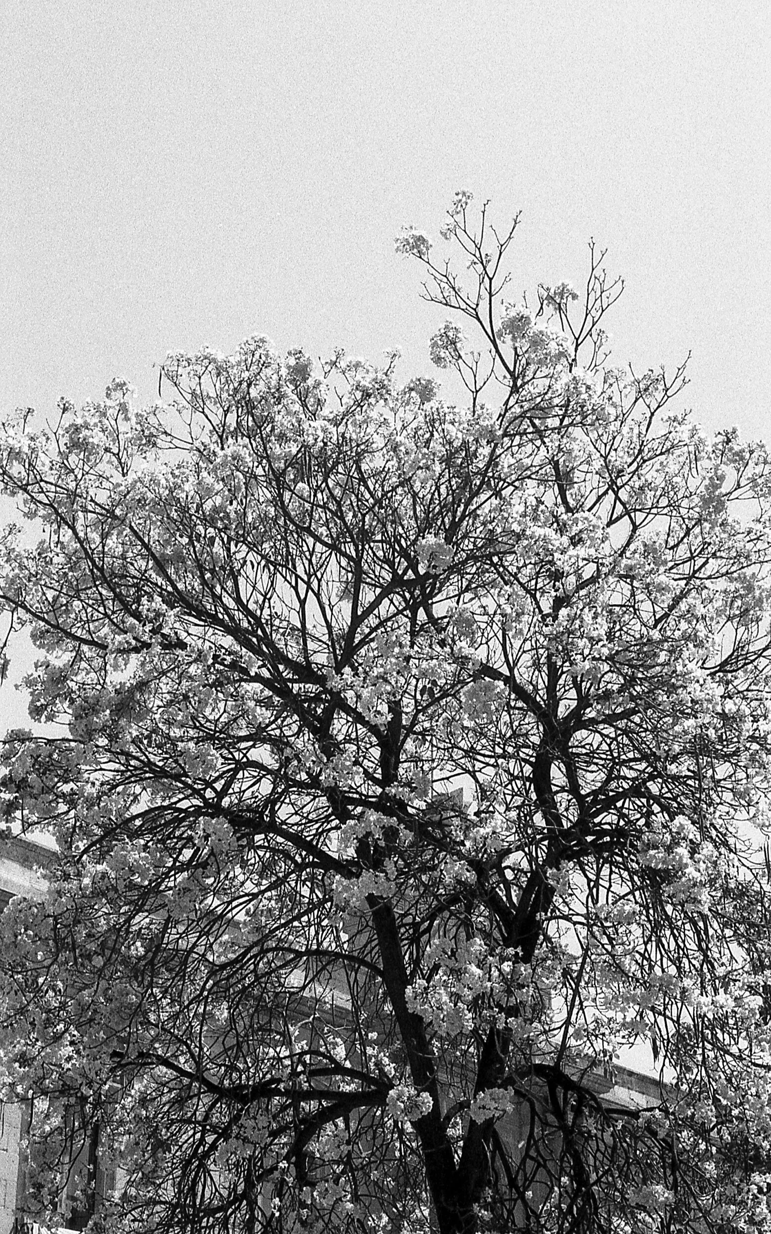 oaxaca tree.jpg