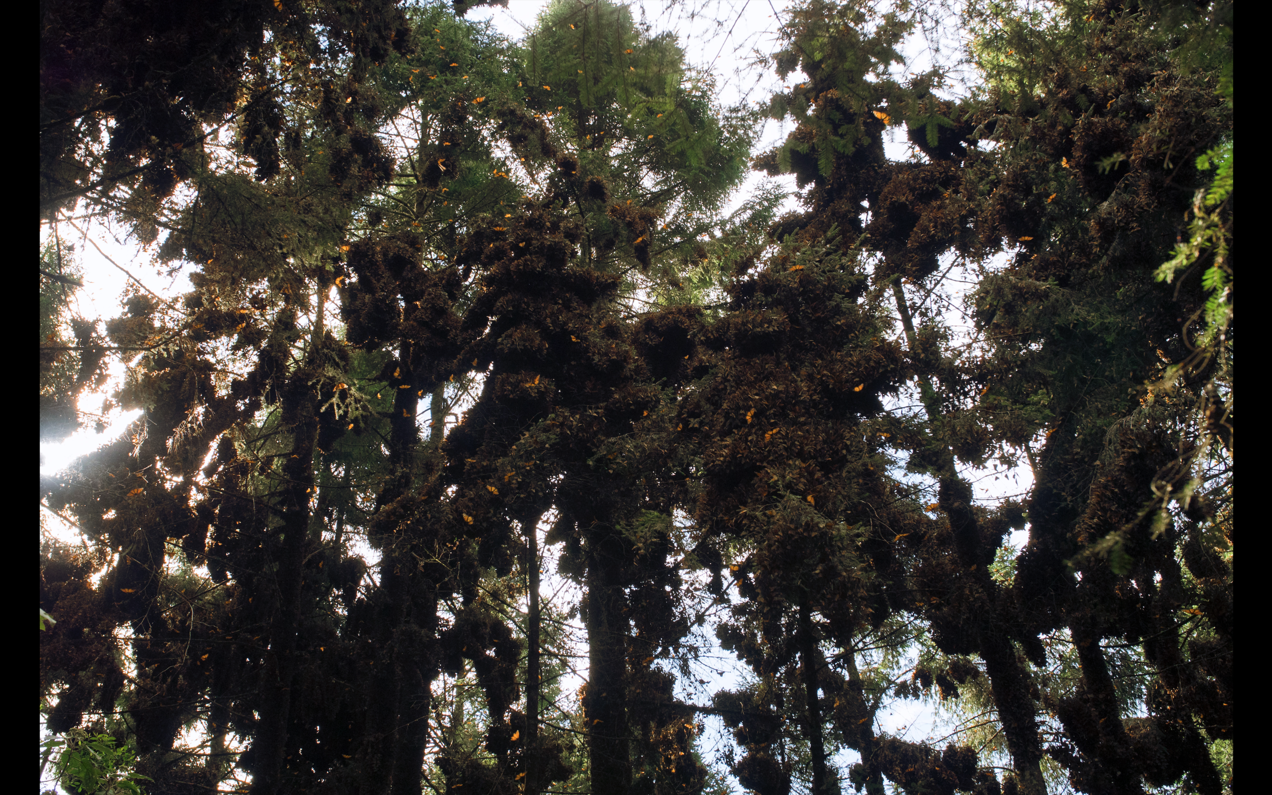 Screen Shot 2019-12-03 at 6.22.37 PM.png