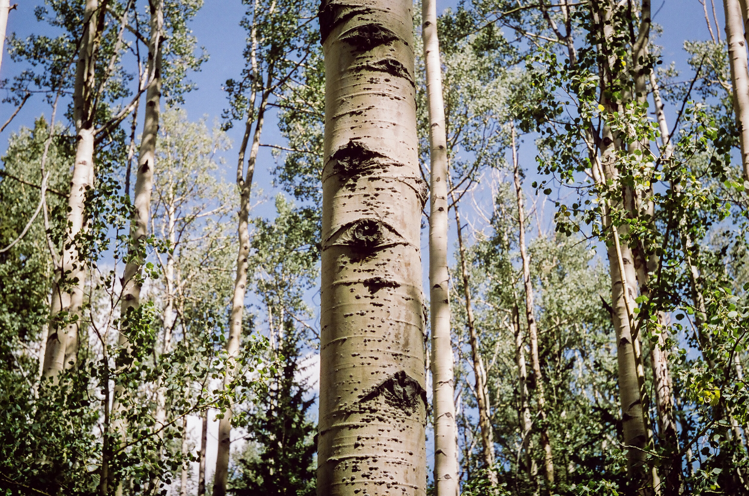 the trees have eyes-77640031.jpg